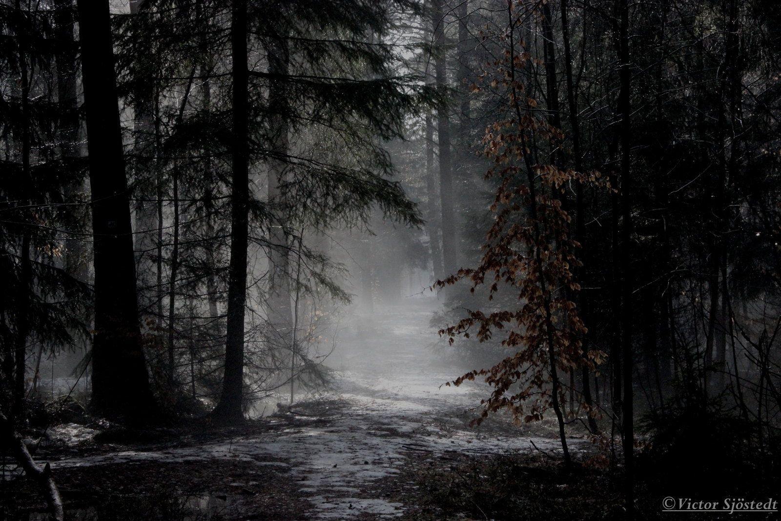 1600x1067 misty forest background with black .