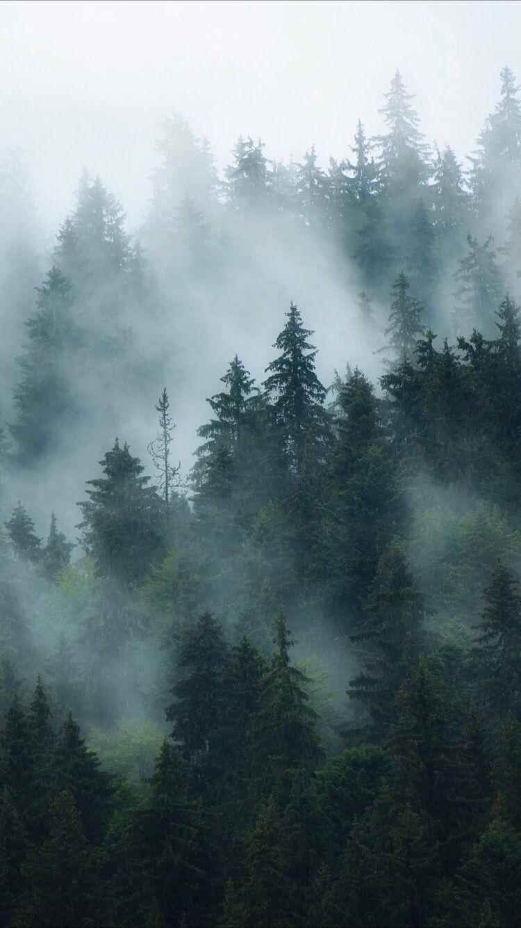 750x1334 Misty Forest 4k