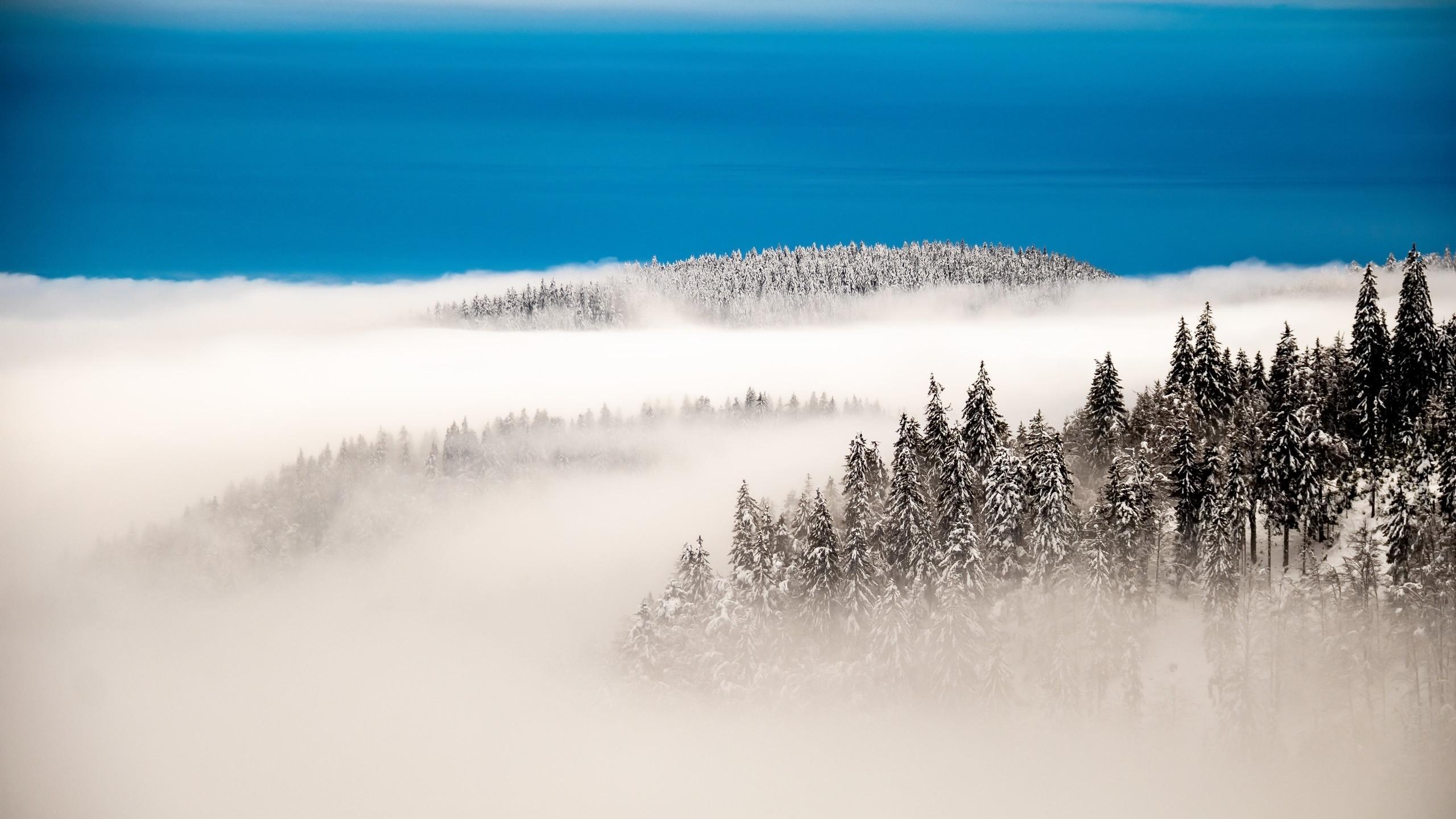2560x1440 Foggy Forest 1440P Resolution Wallpaper, HD Nature 4K Wallpaper, Image, Photo and Background