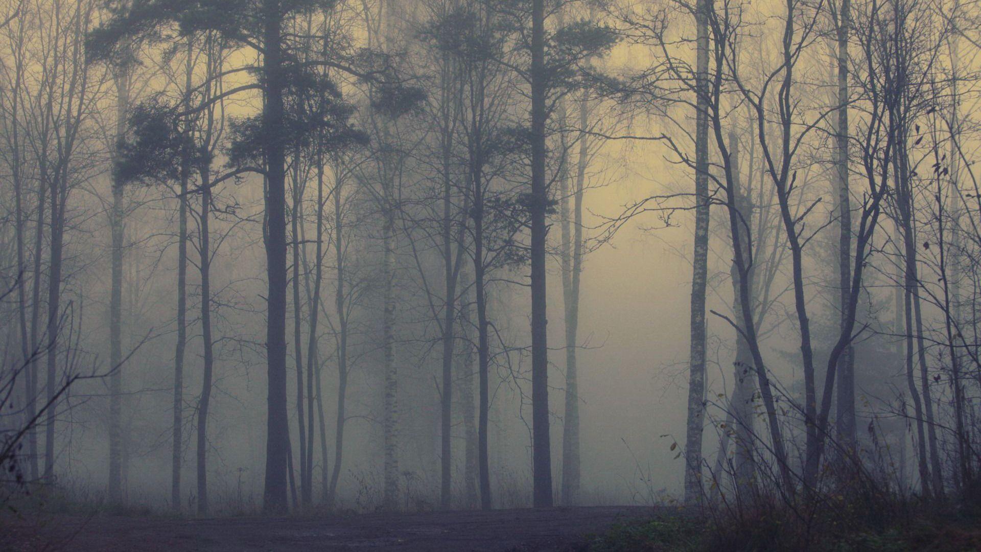 1920x1080 Foggy Forest Background Free Download .