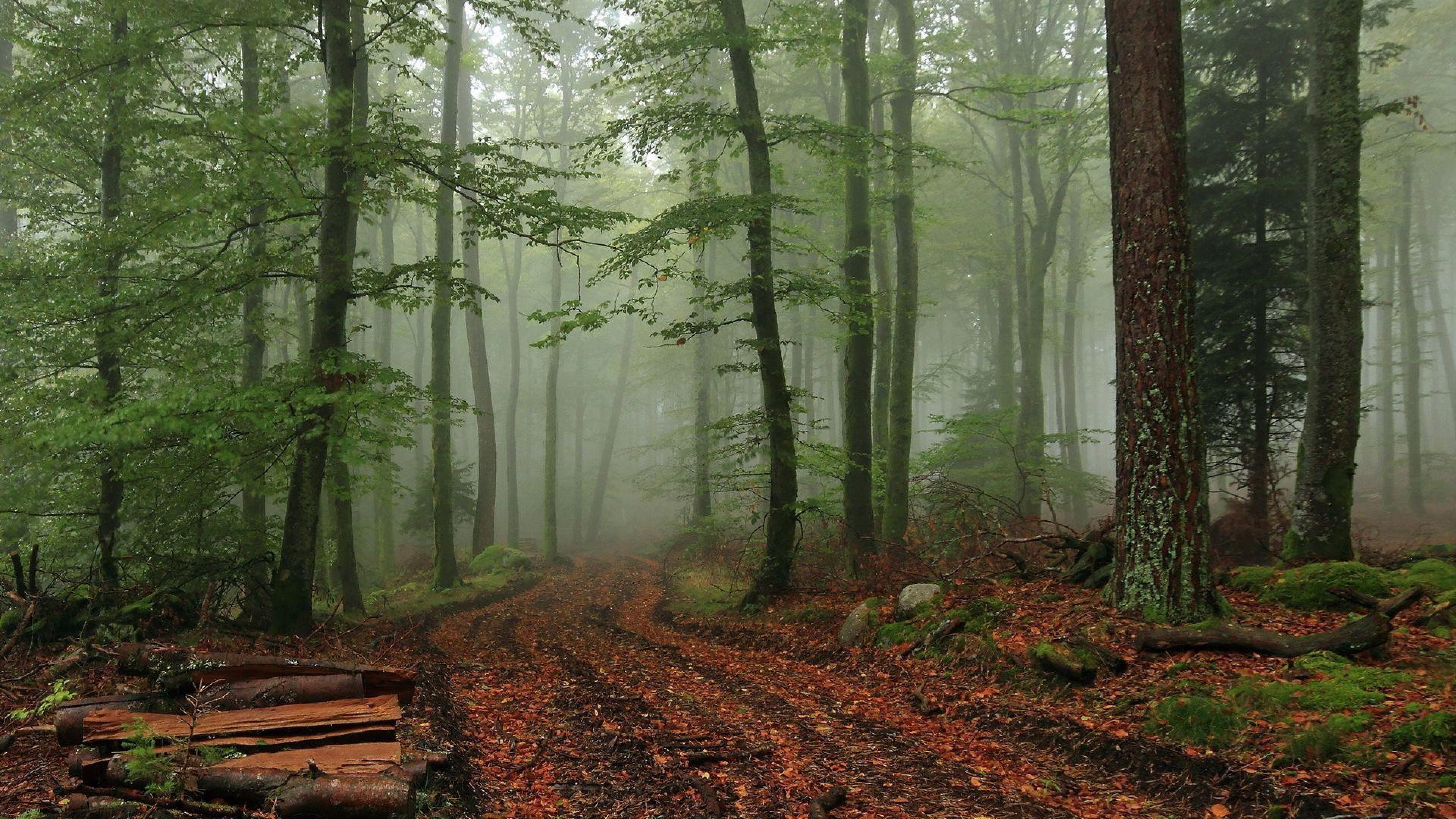 Величавый лес. Лес в тумане. Красивый лес. Фото леса. Фон леса.