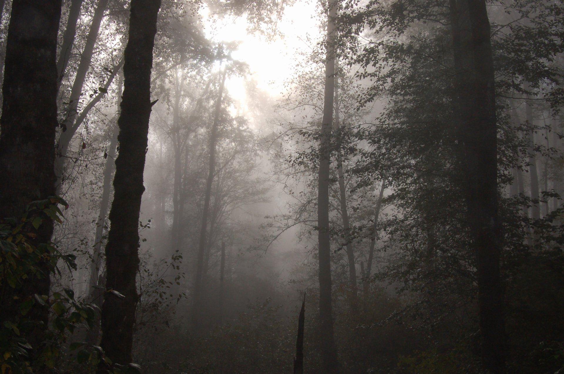 1920x1276 Of Foggy forest Wallpaper HD Ideas .