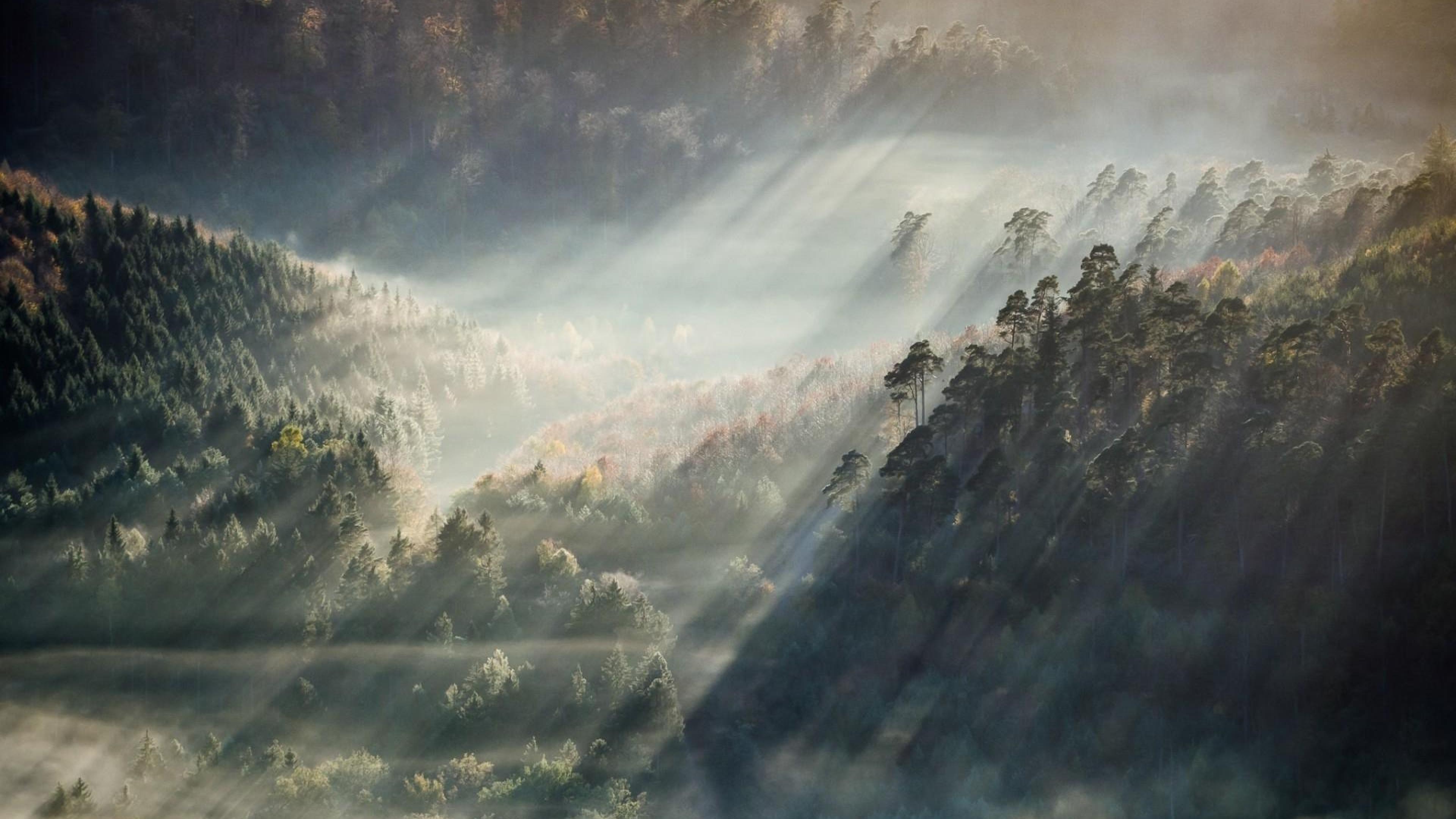 3840x2160 Fog Forest Wallpaper