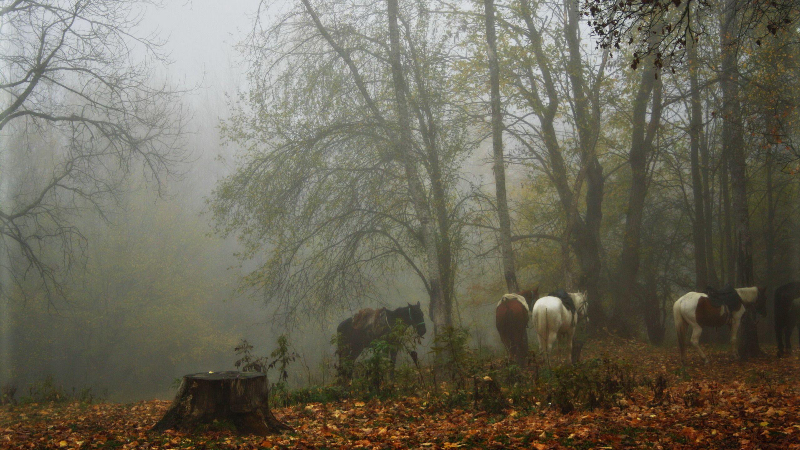 2560x1440 Foggy Forest Desktop HD Wallpaper. HD .
