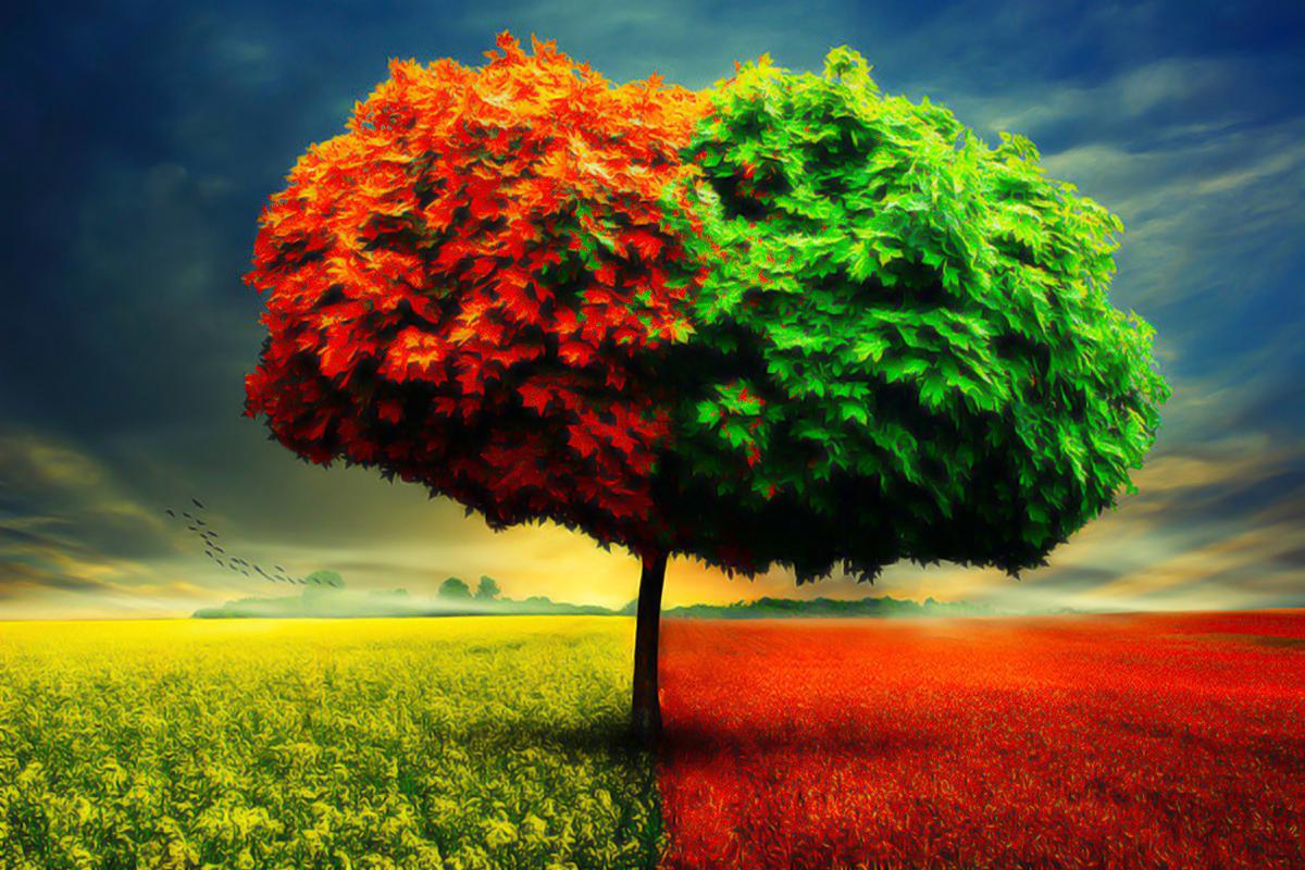 1200x800 Best Tree Hd Free Wallpaper Spring Season Tree