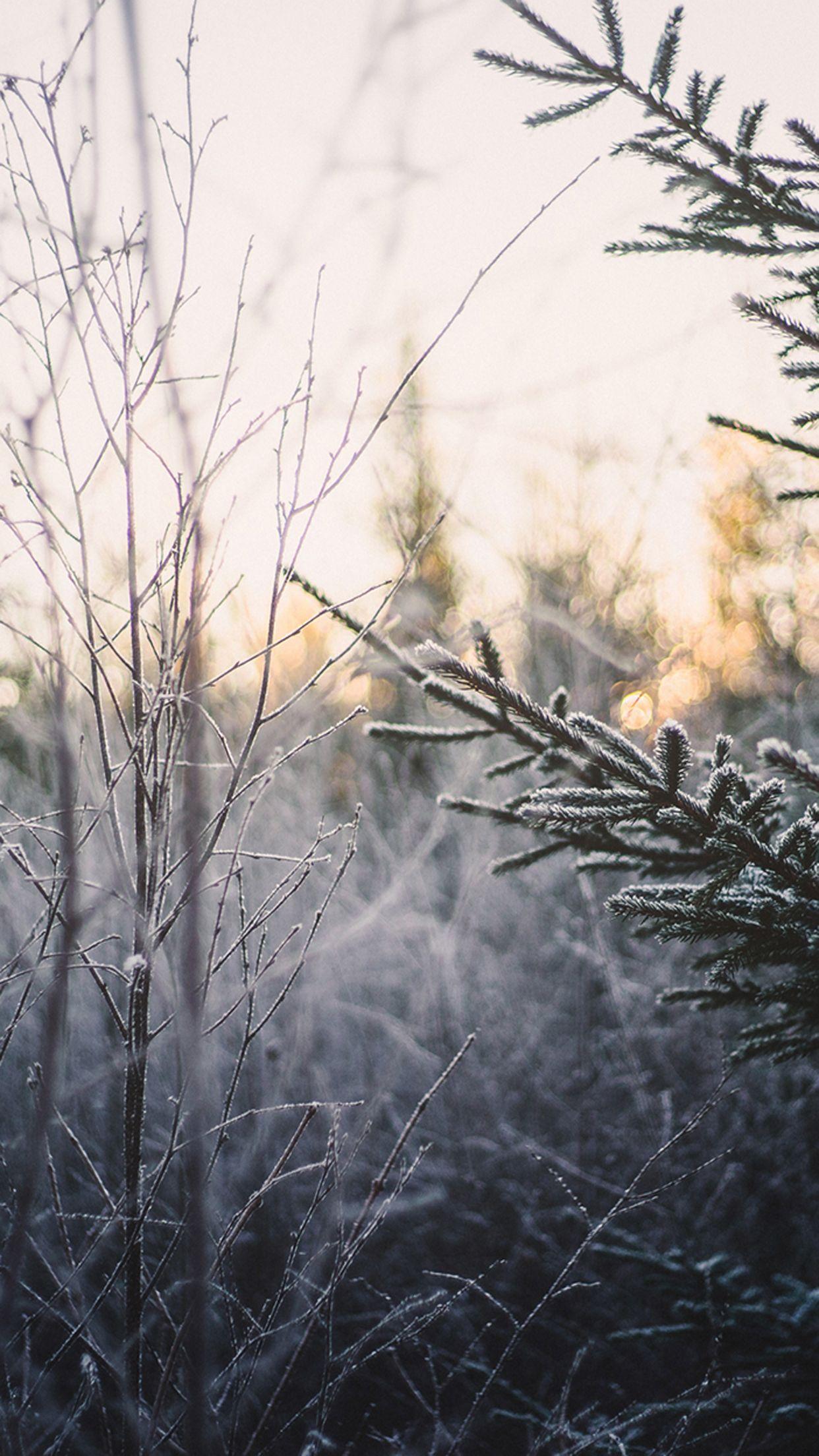 1242x2208 Cold frosted wallpaper for