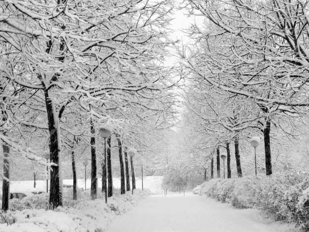 1024x768 Black And White Winter Wallpaper