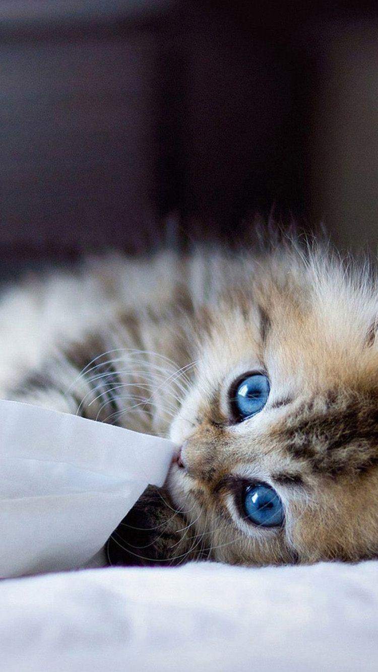 Kitten iPhone Wallpapers Top Free Kitten iPhone Backgrounds