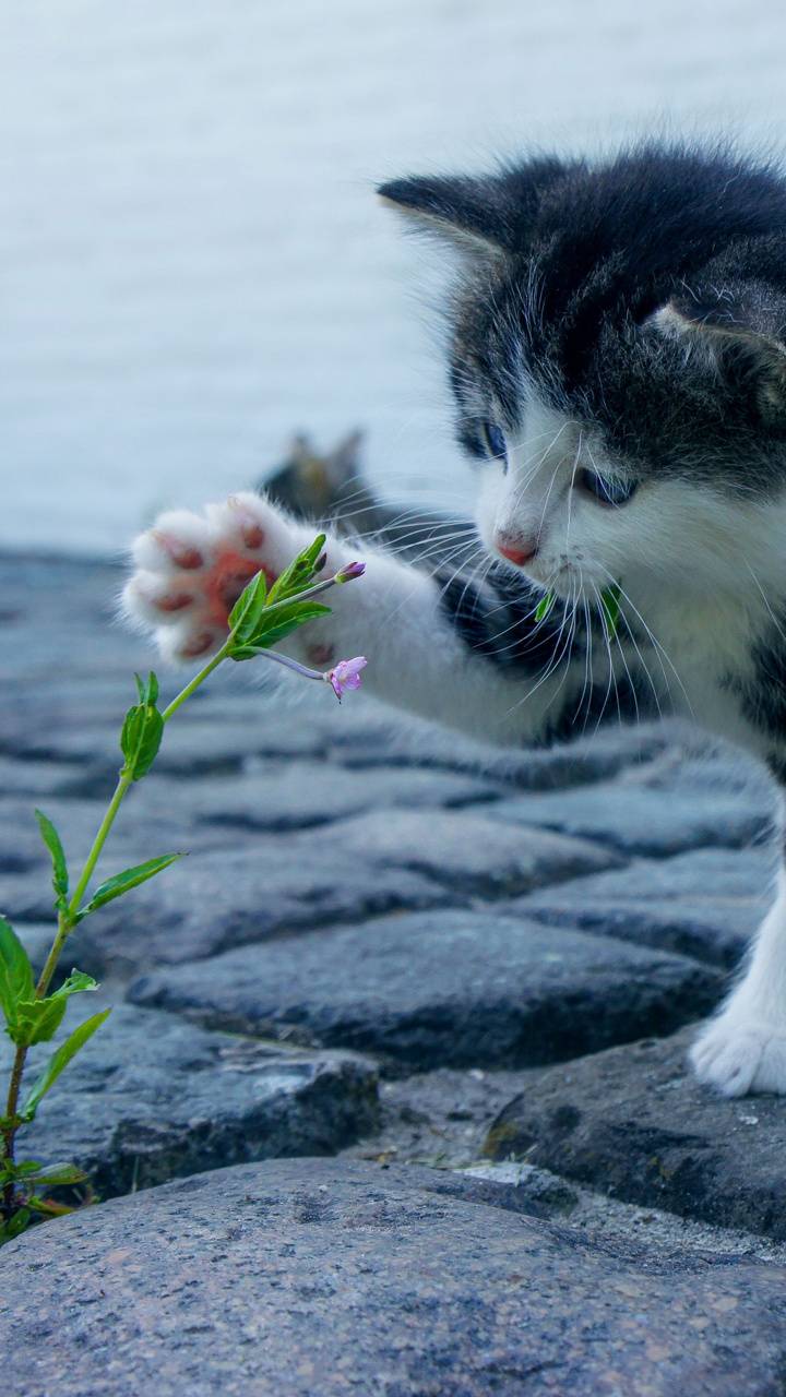 720x1280 Cute Kitten wallpaper by SumitSheemar .