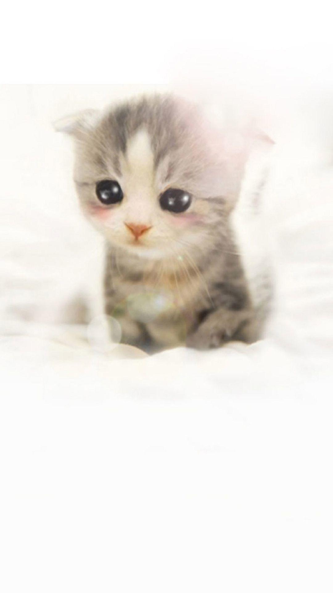 1080x1920 Cute Scottish Fold Kitten iPhone 6 .