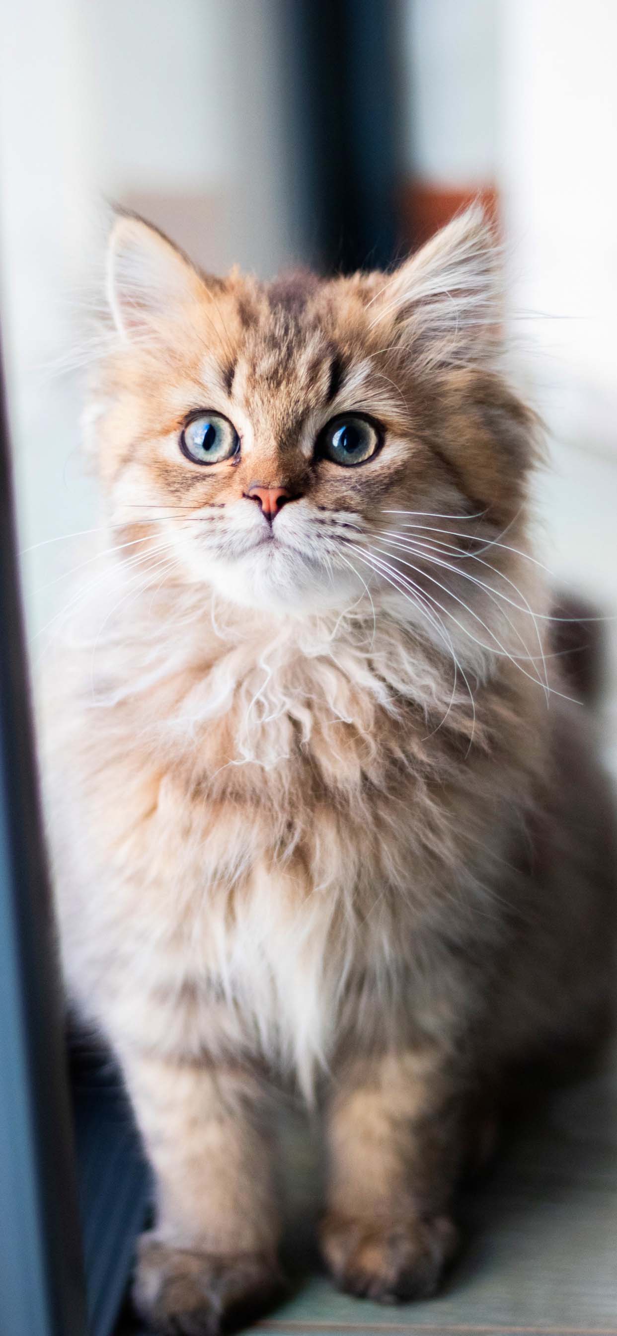 1242x2688 Cat Wallpaper For iPhone XS Max .