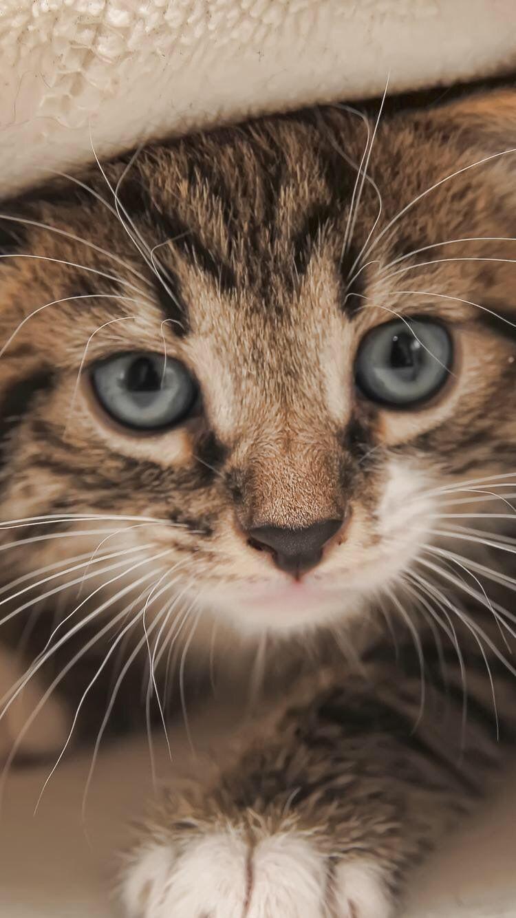 750x1334 Kitten Wallpaper For iPhone