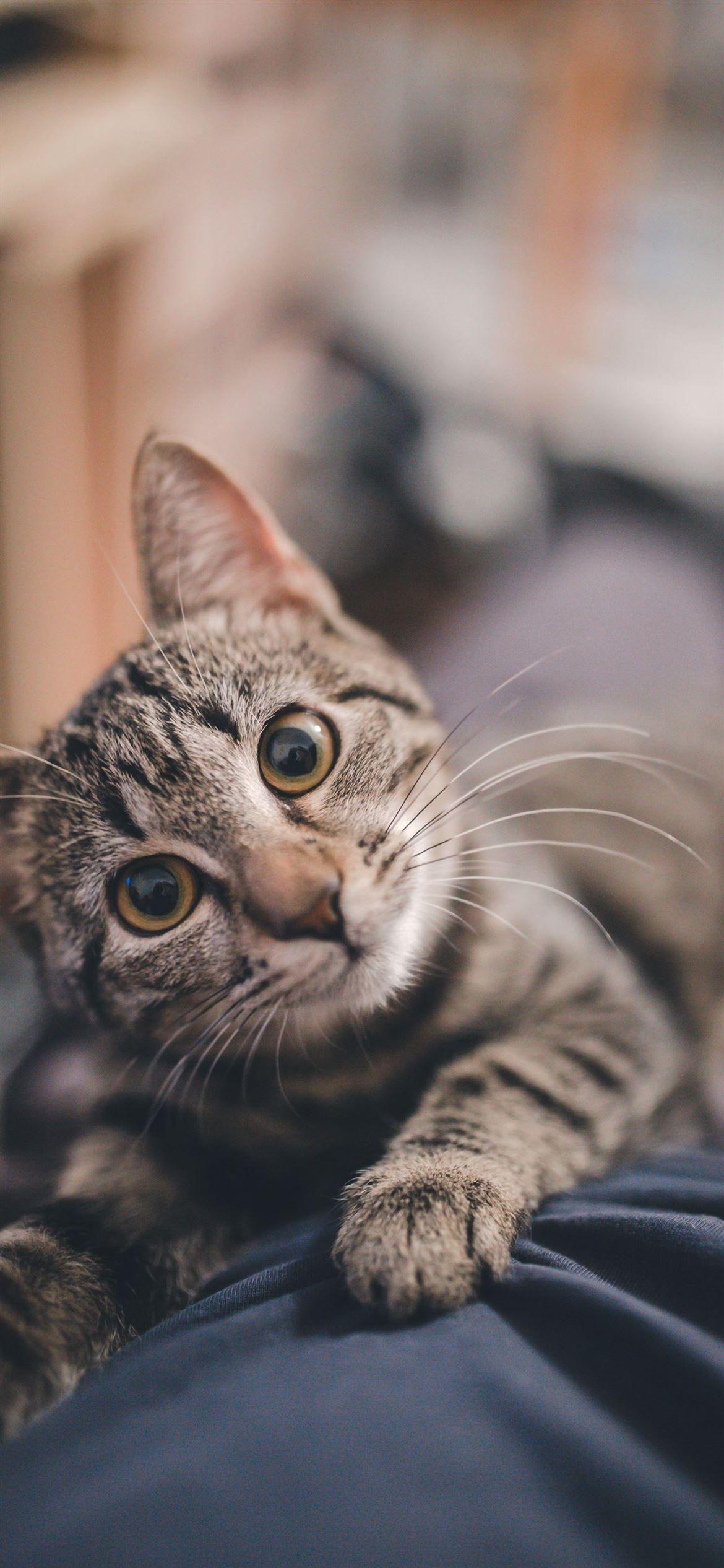 1170x2532 Best Cat iPhone 12 HD Wallpaper