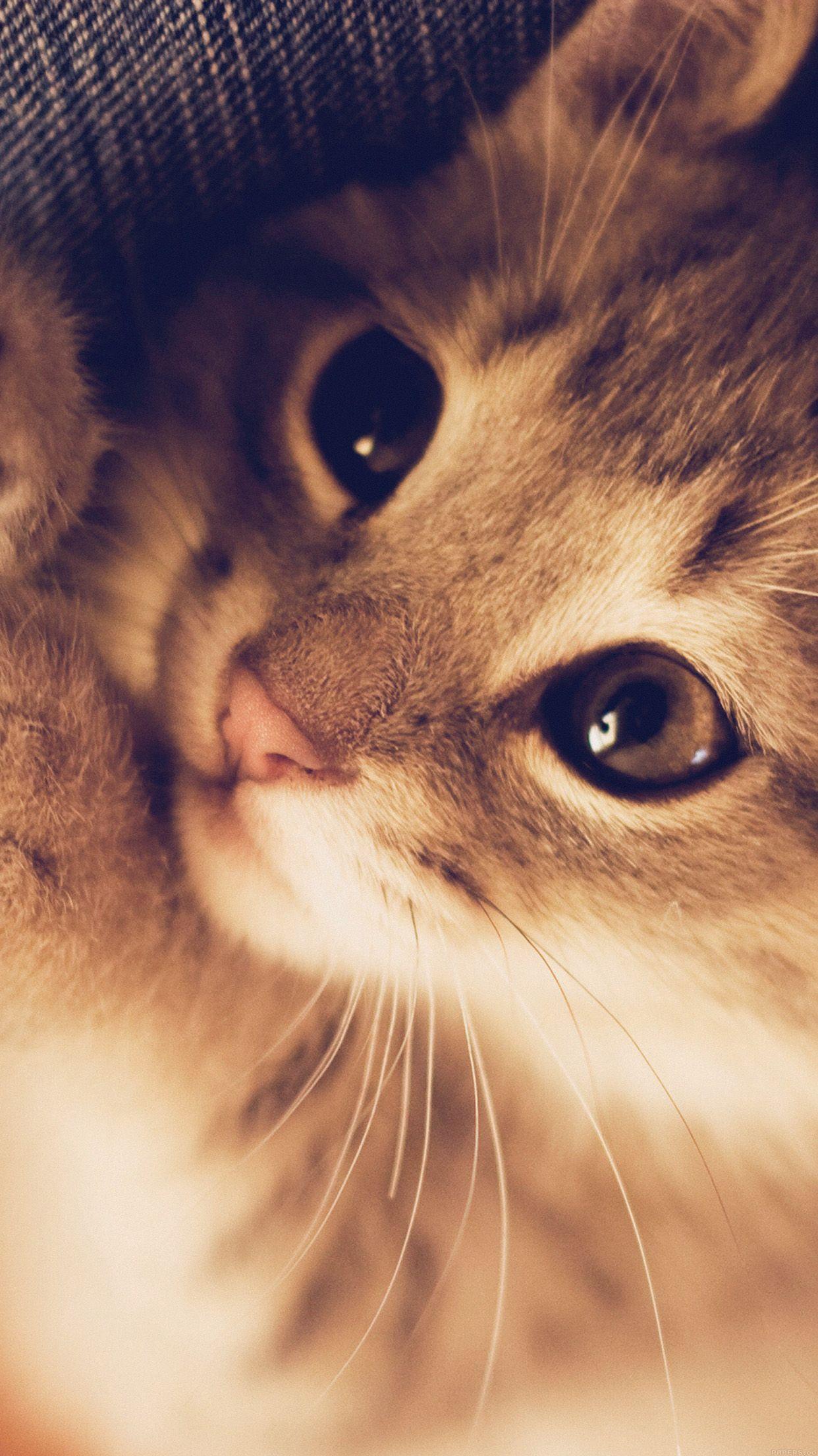 1242x2208 Cute Cat Kitten Nature