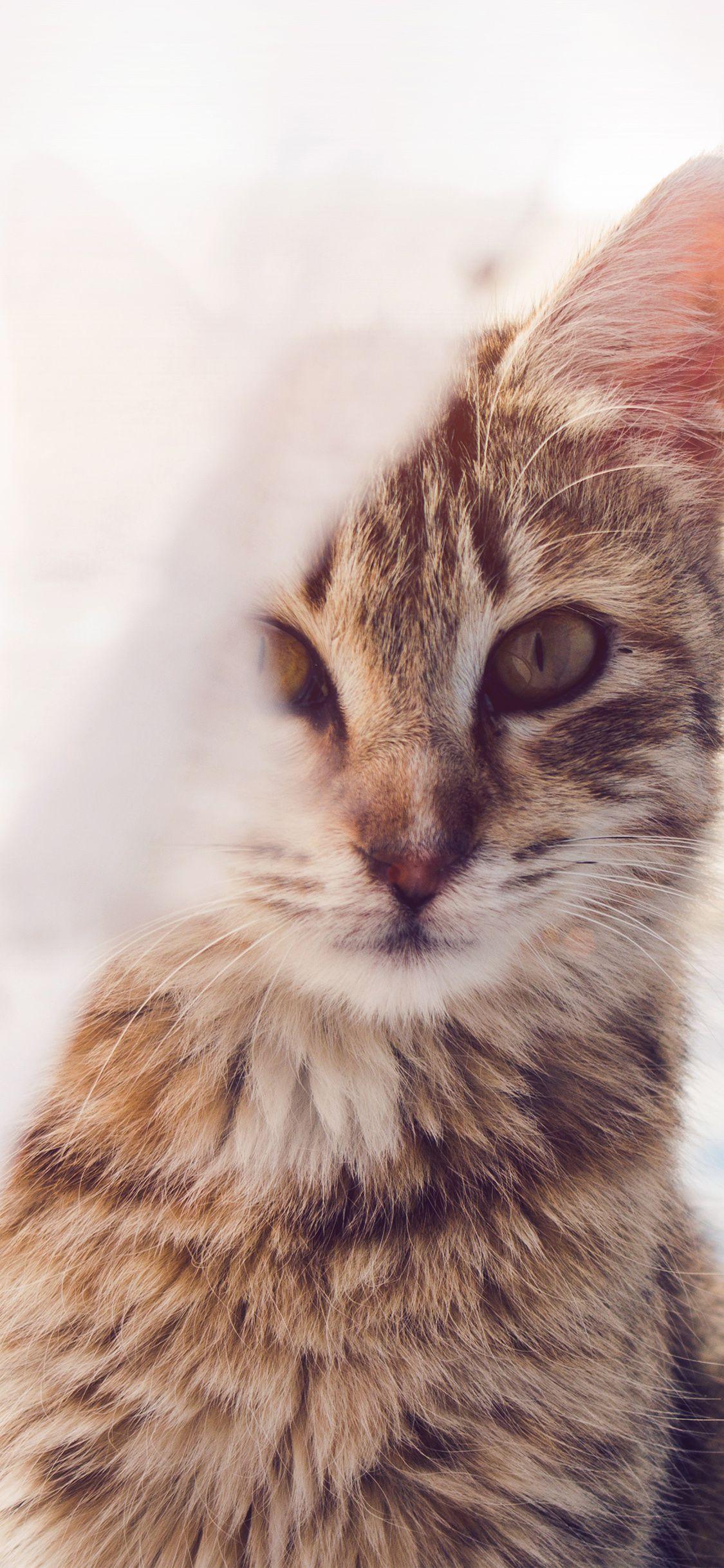1125x2436 iPhone Cute Kitten