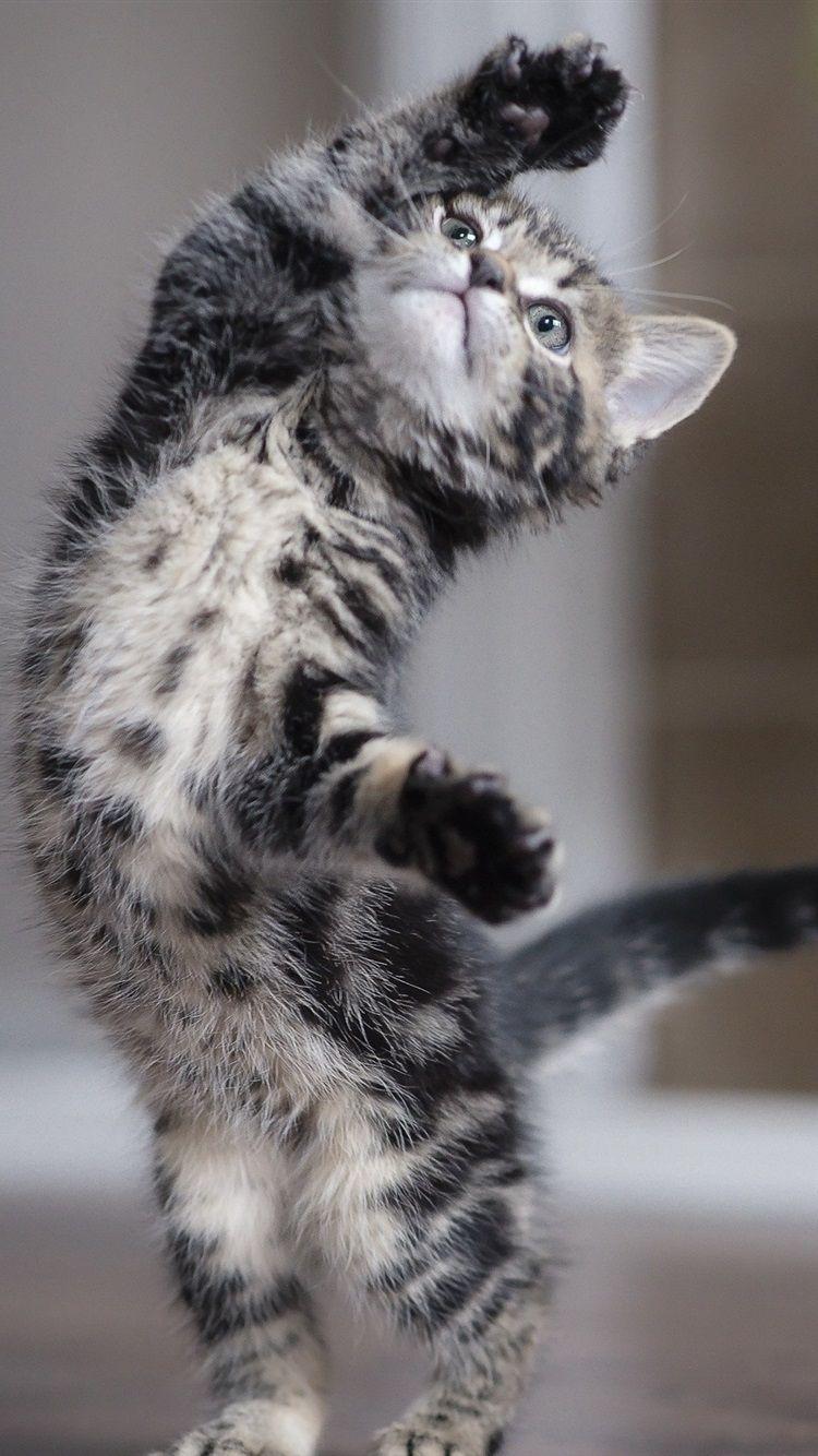 750x1334 iPhone Wallpaper Cute Kitten Dancing .