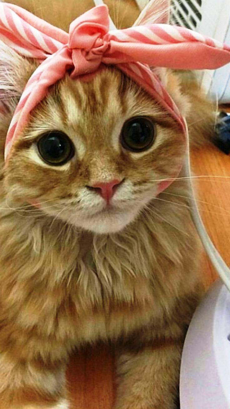 736x1309 Kitties Cutest Wallpaper iPhone .