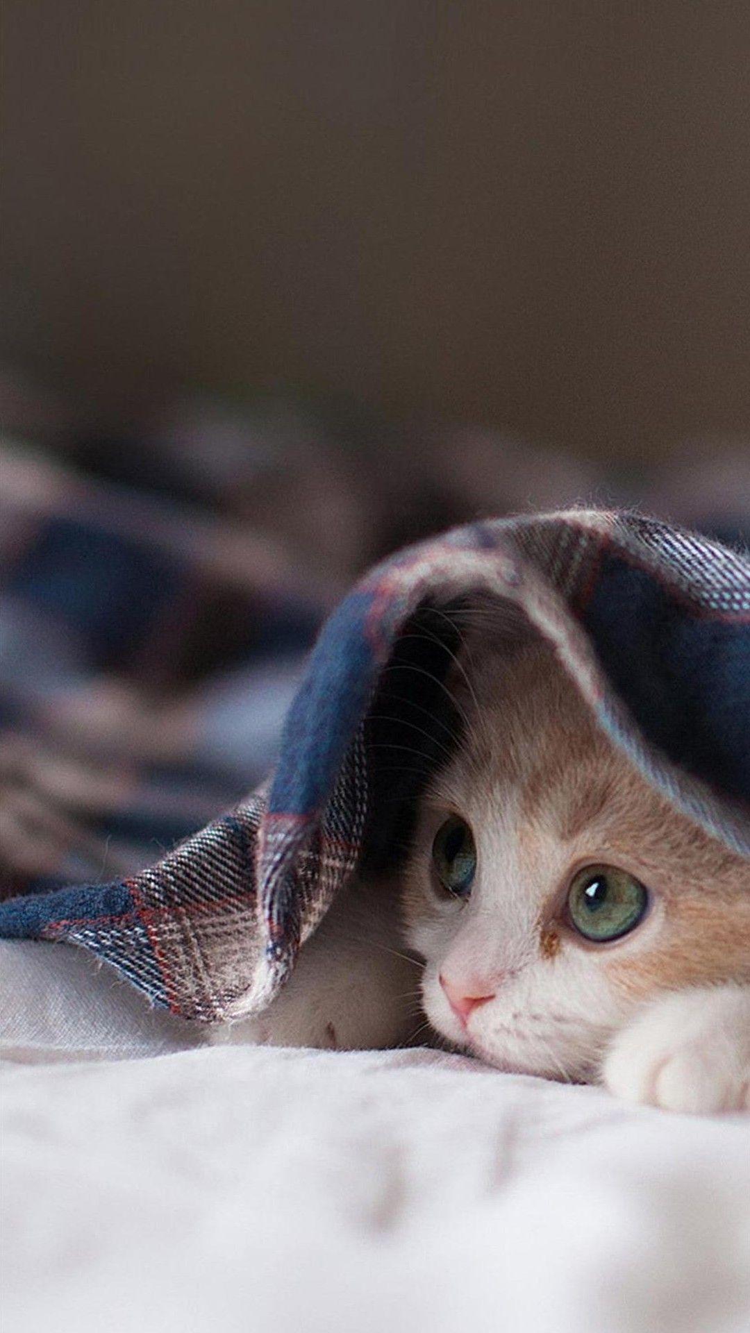 1080x1920 Cute Kitten. IPhone Wallpaperiphone Wallpaper.pics