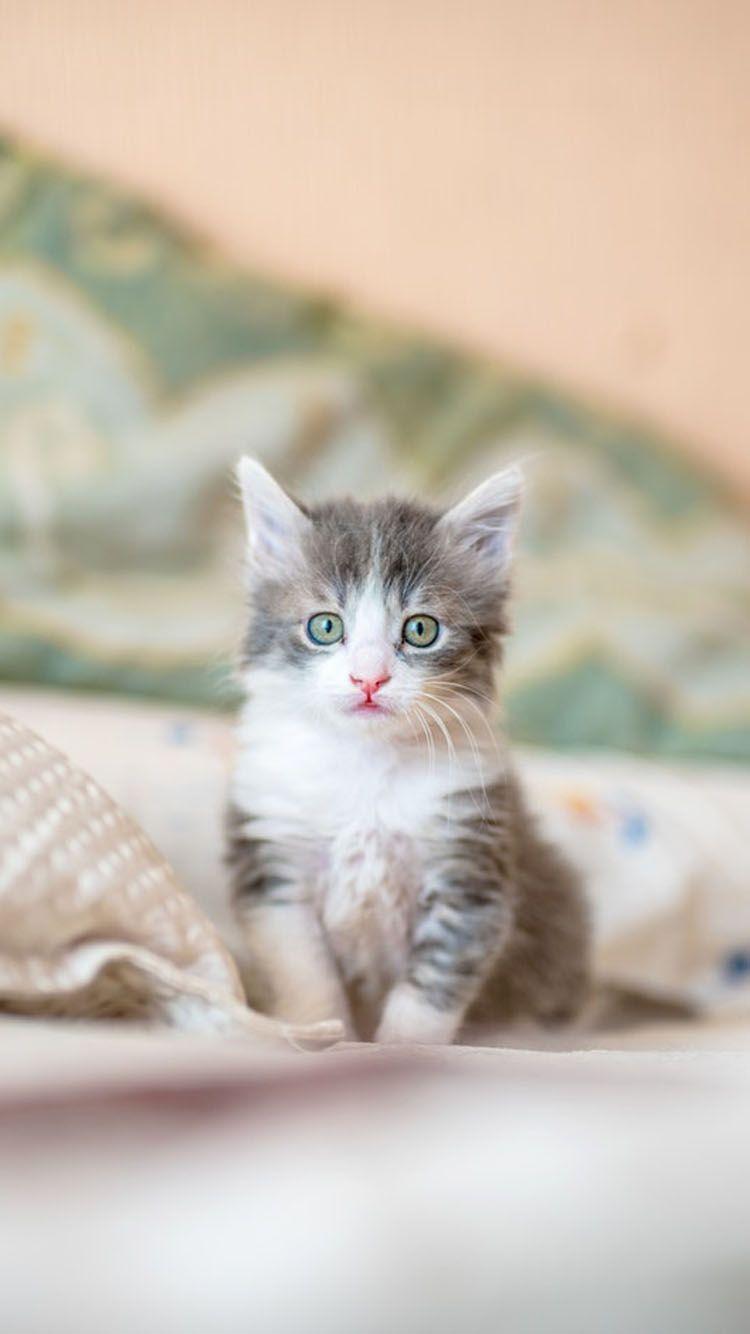 750x1334 Cute baby cats, Kittens
