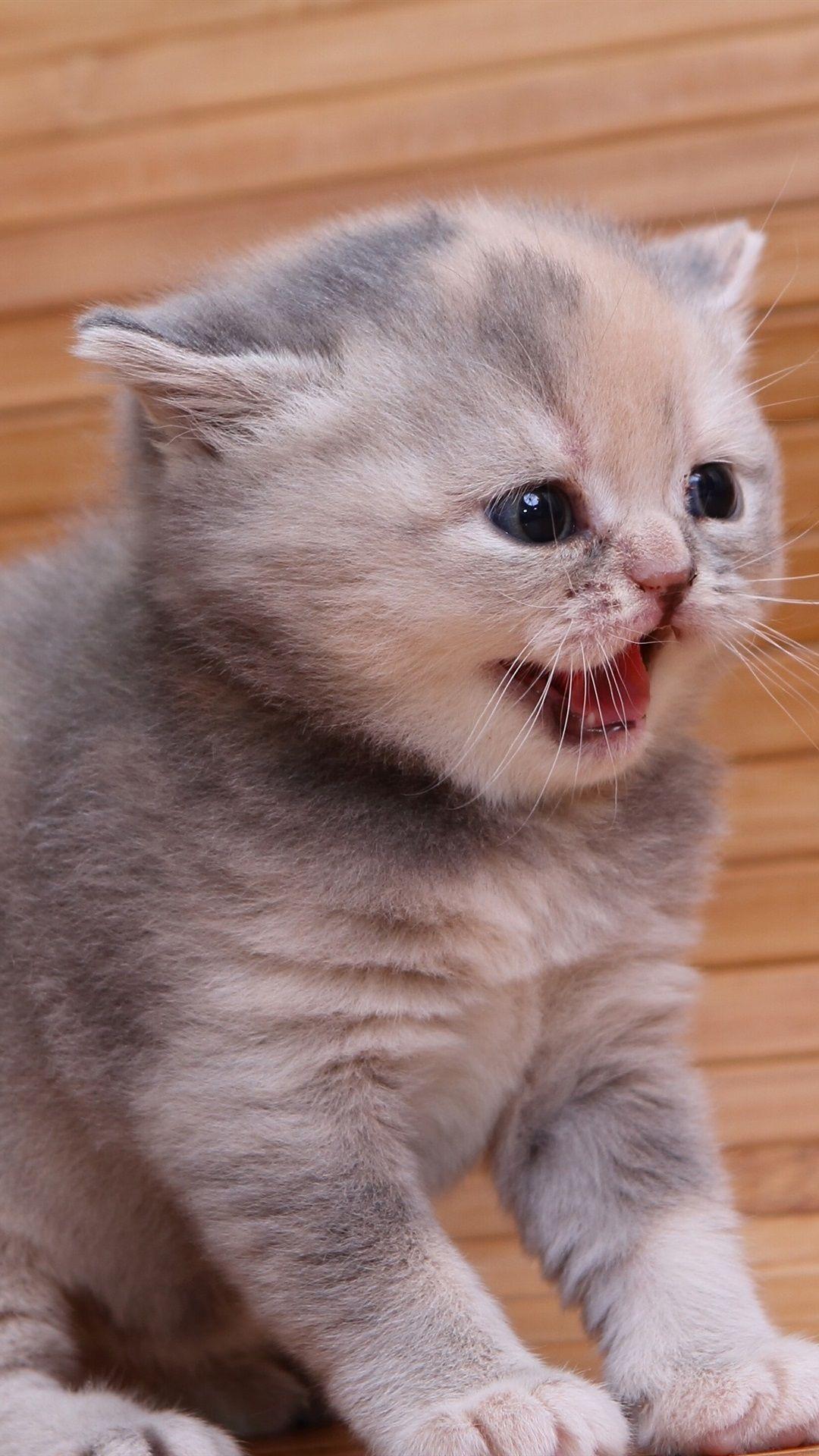 1080x1920 iPhone Cute Kitten