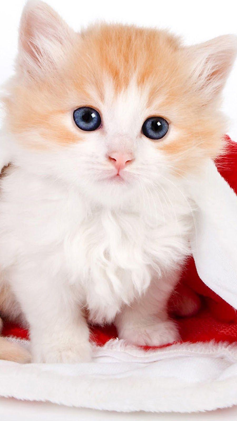 900x1600 Cute Lovely Christmas Hat Kitten iPhone .hdiphone7wallpaper.