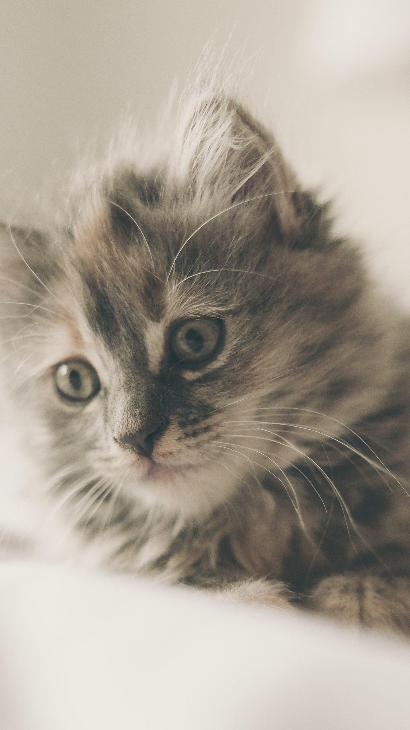 1440x2560 Kitten Wallpaper, Android .