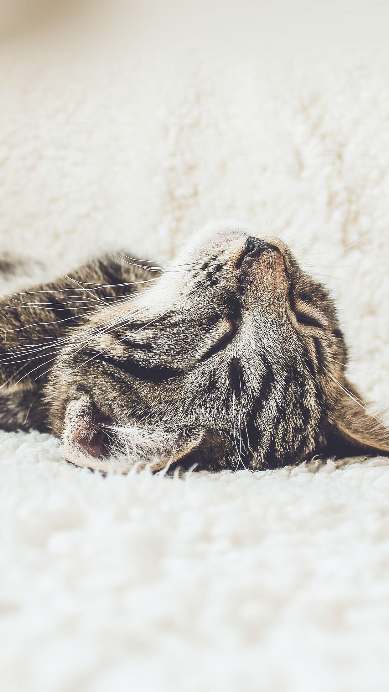 1242x2208 Kitten Cat Wallpaper iPhone .