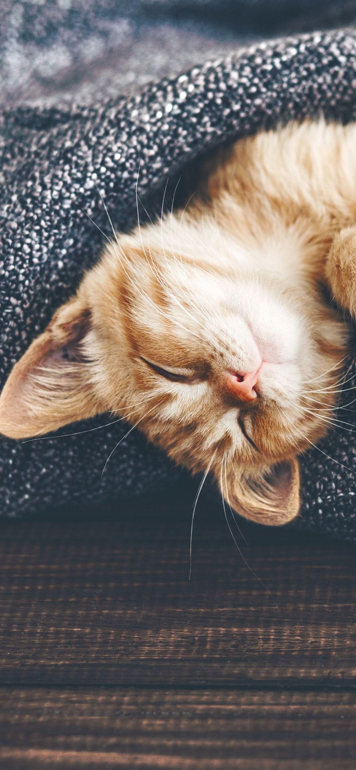 1242x2688 Furry Kitten Sleeping, Sweater .best