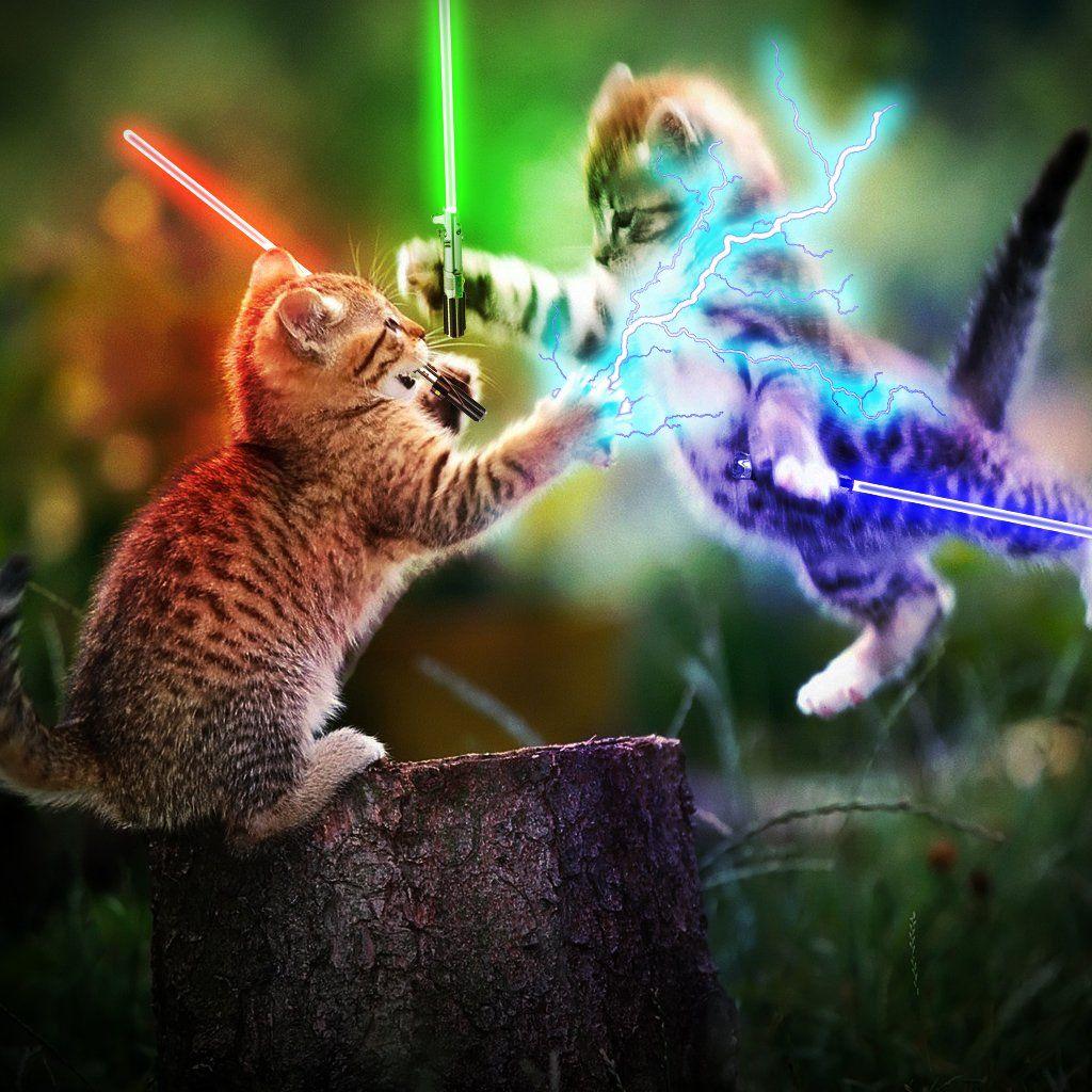 1024x1024 Free download Playing Cute Kittens iPad .