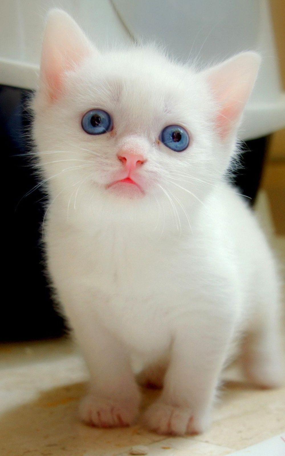 1000x1600 Big Blue Eyes White Kitten iPhone 6 .