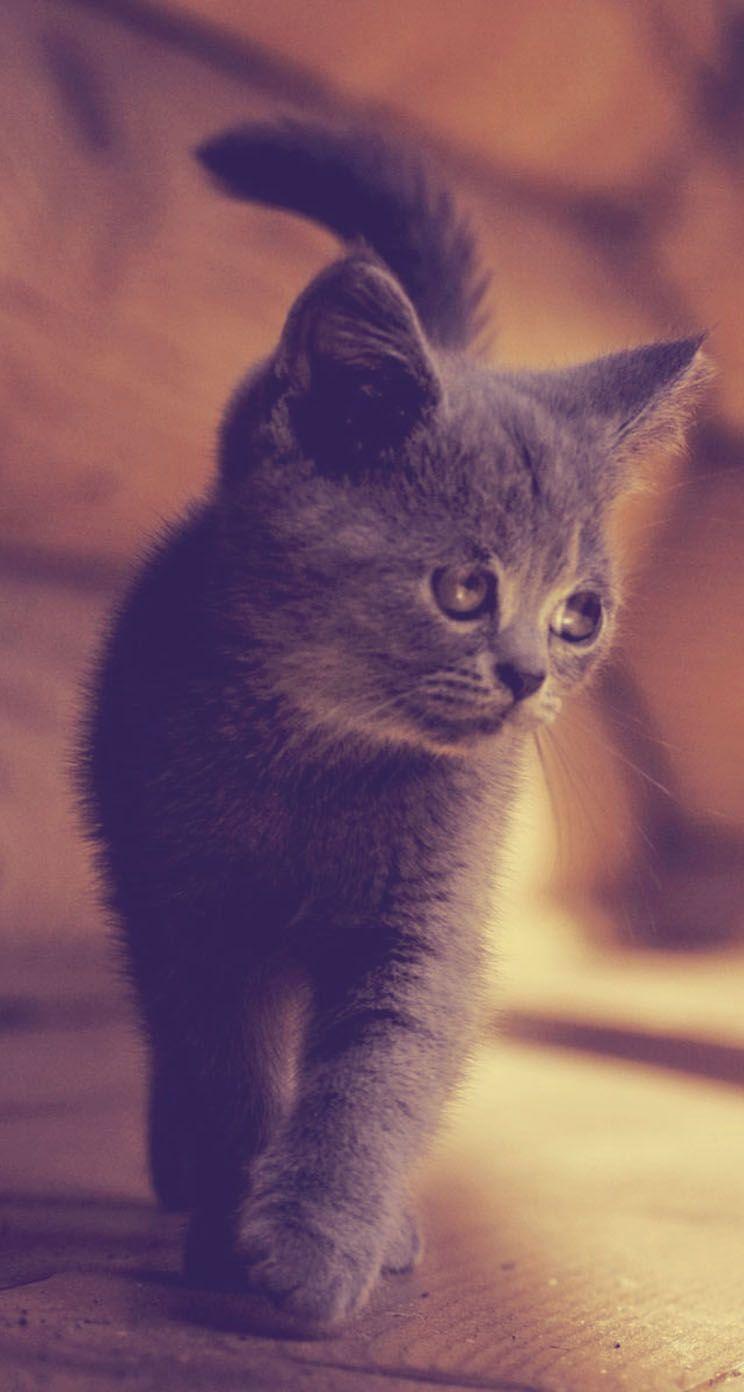 744x1392 Kitten iPhone Wallpaper .