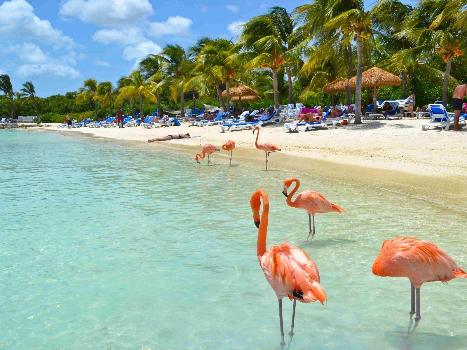 1600x1200 Beautiful Flamingos On Aruba Beach .