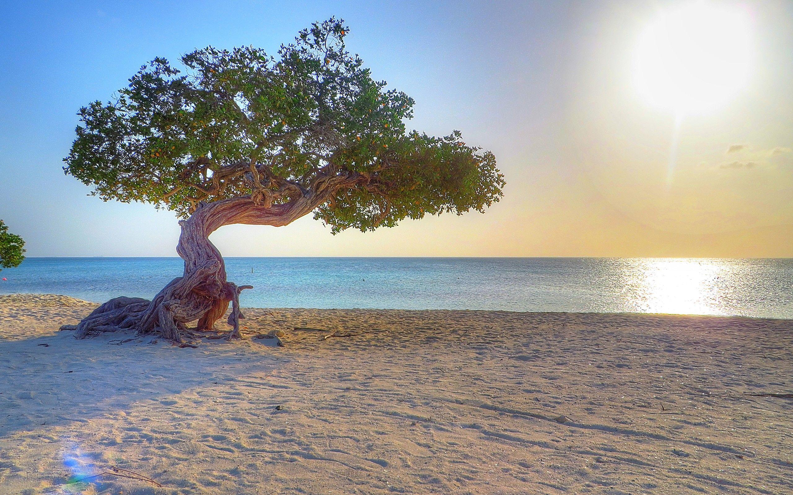 2560x1600 Aruba Beach Trees Sea Nature Horizon .