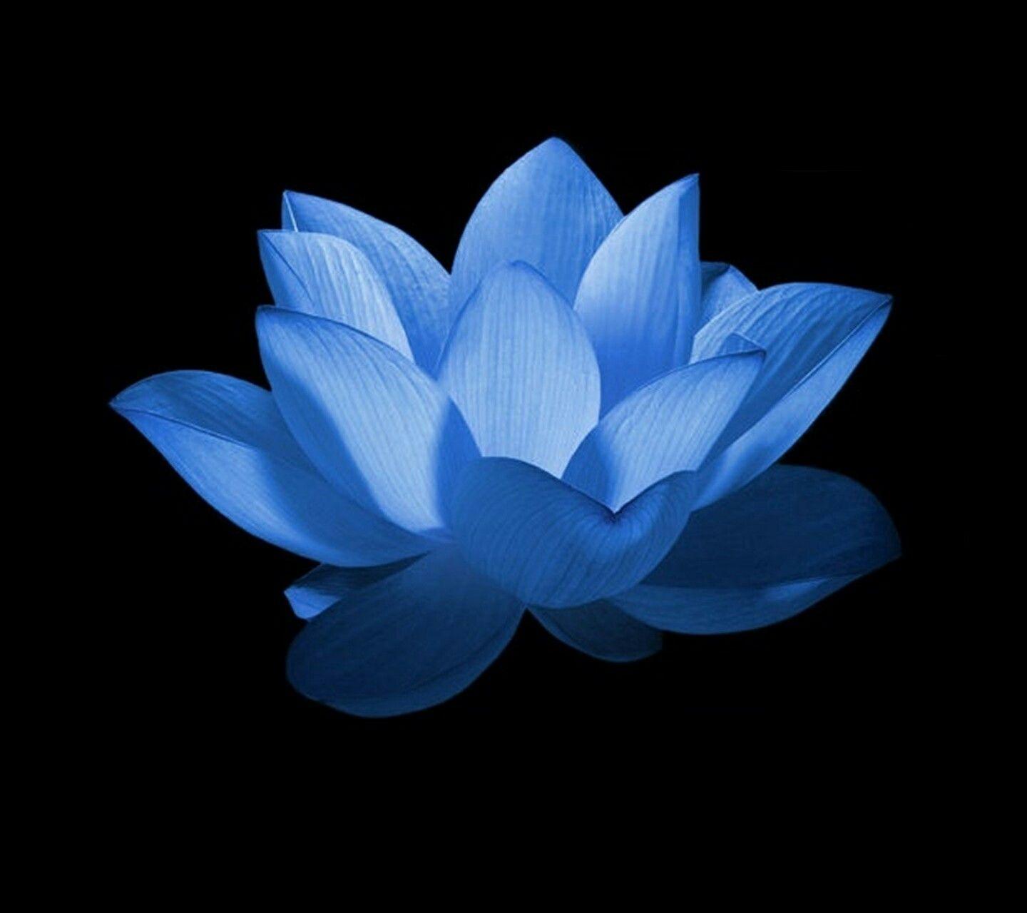 1440x1280 Blue lotus.Such delicate beauty .