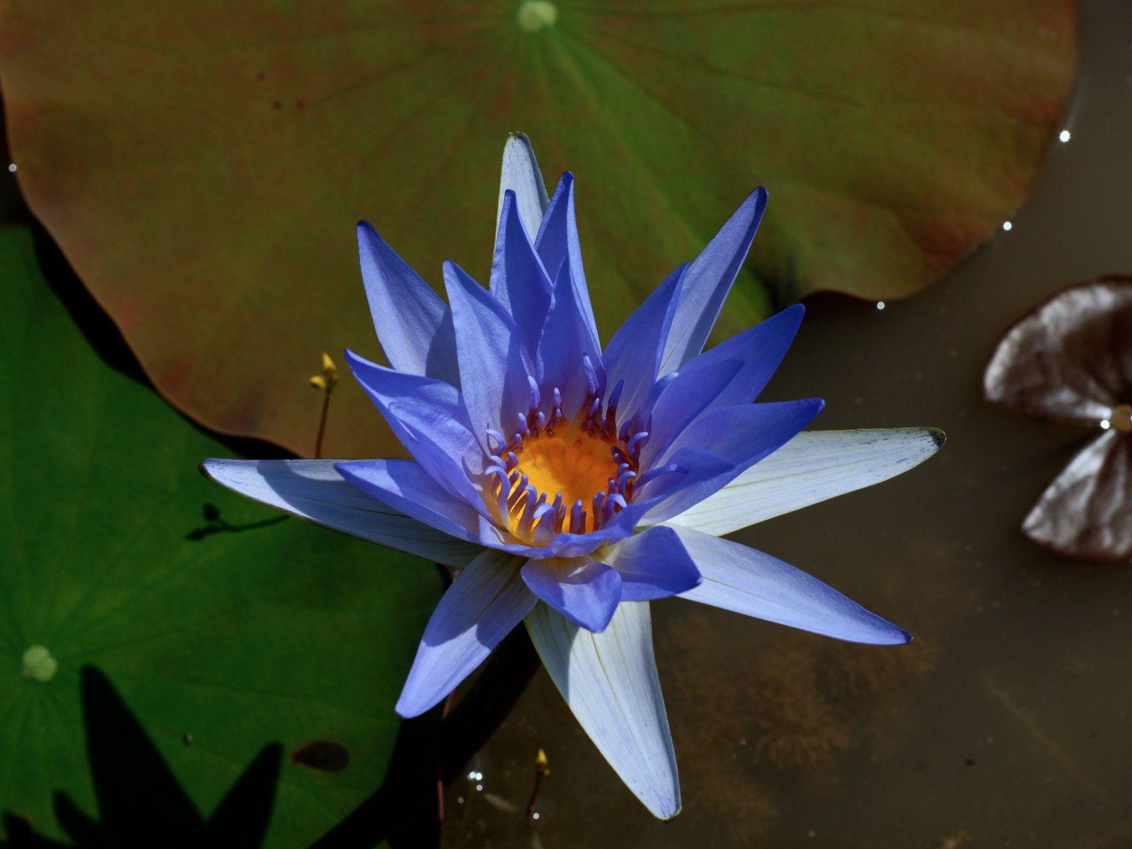 1600x1200 Blue Lotus Flower Image. Top .flowers Imagehd.