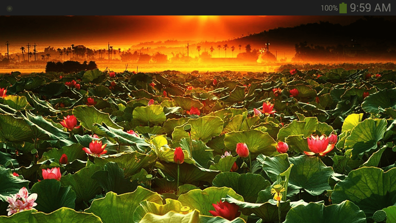 1280x720 Lotus Flower Wallpaper .