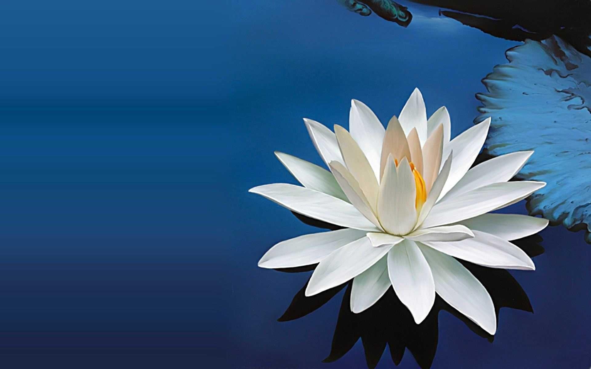 Blue Lotus Buddha Wallpapers Top Free Blue Lotus Buddha Backgrounds Wallpaperaccess