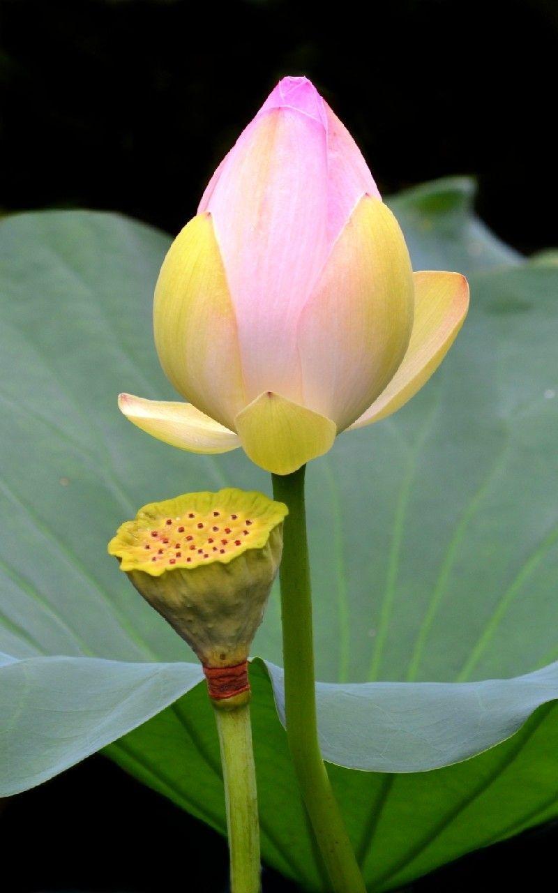 800x1280 Lotus Flower HD Desktop Wallpaper 18 .com
