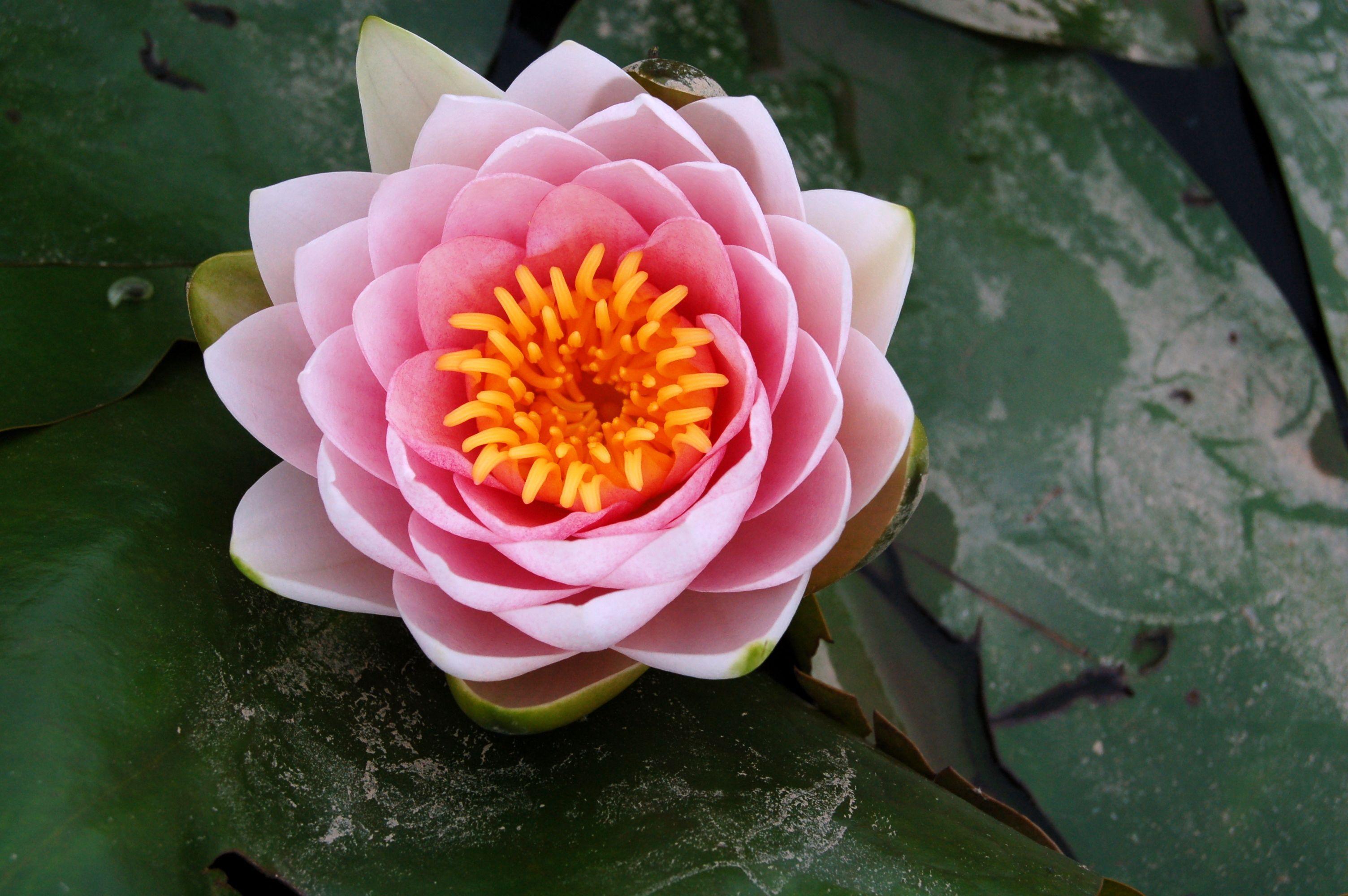 3008x2000 Free Lotus Flower, Download Free Clip .clipart
