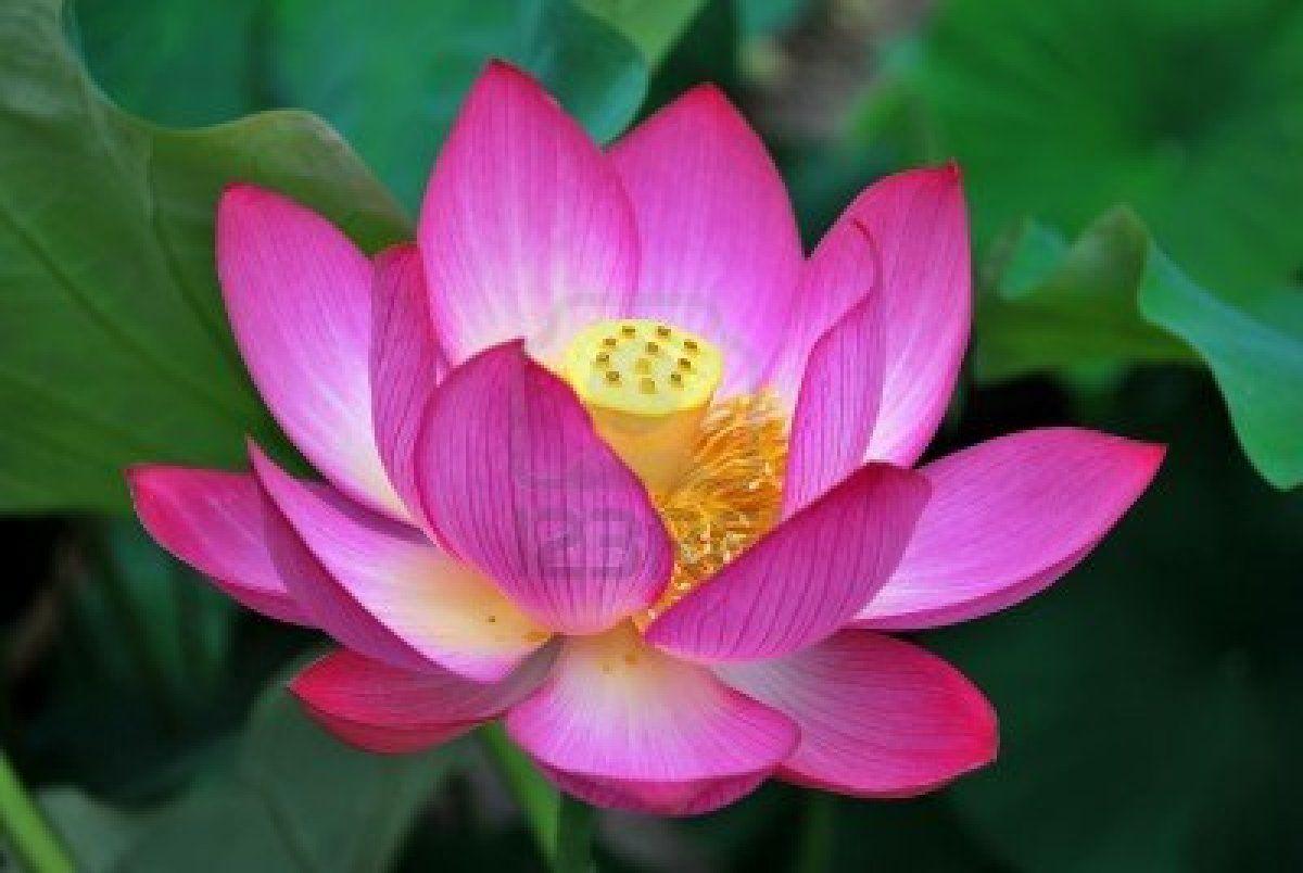 1200x804 Unique Buddha And Lotus Flower Image .flowers Imagehd.
