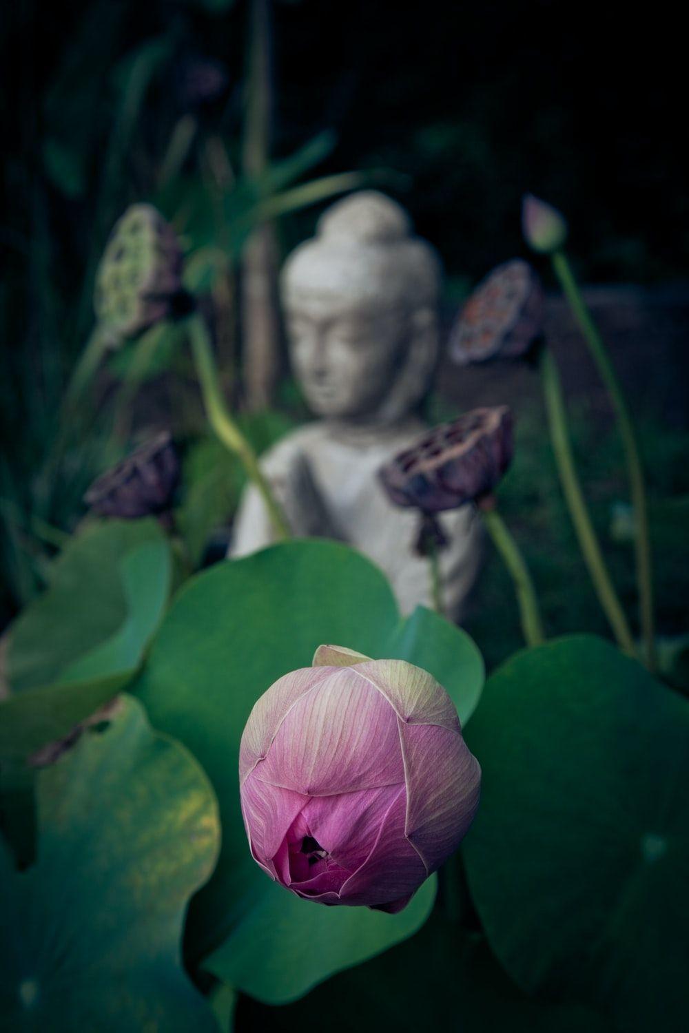 Buddha Lotus Flower Wallpapers Top Free Buddha Lotus Flower