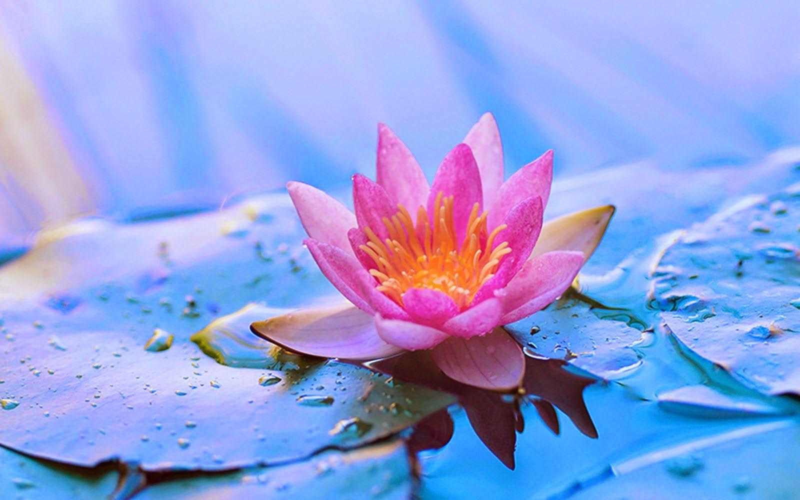 1600x1000 Lotus Wallpaper Background .