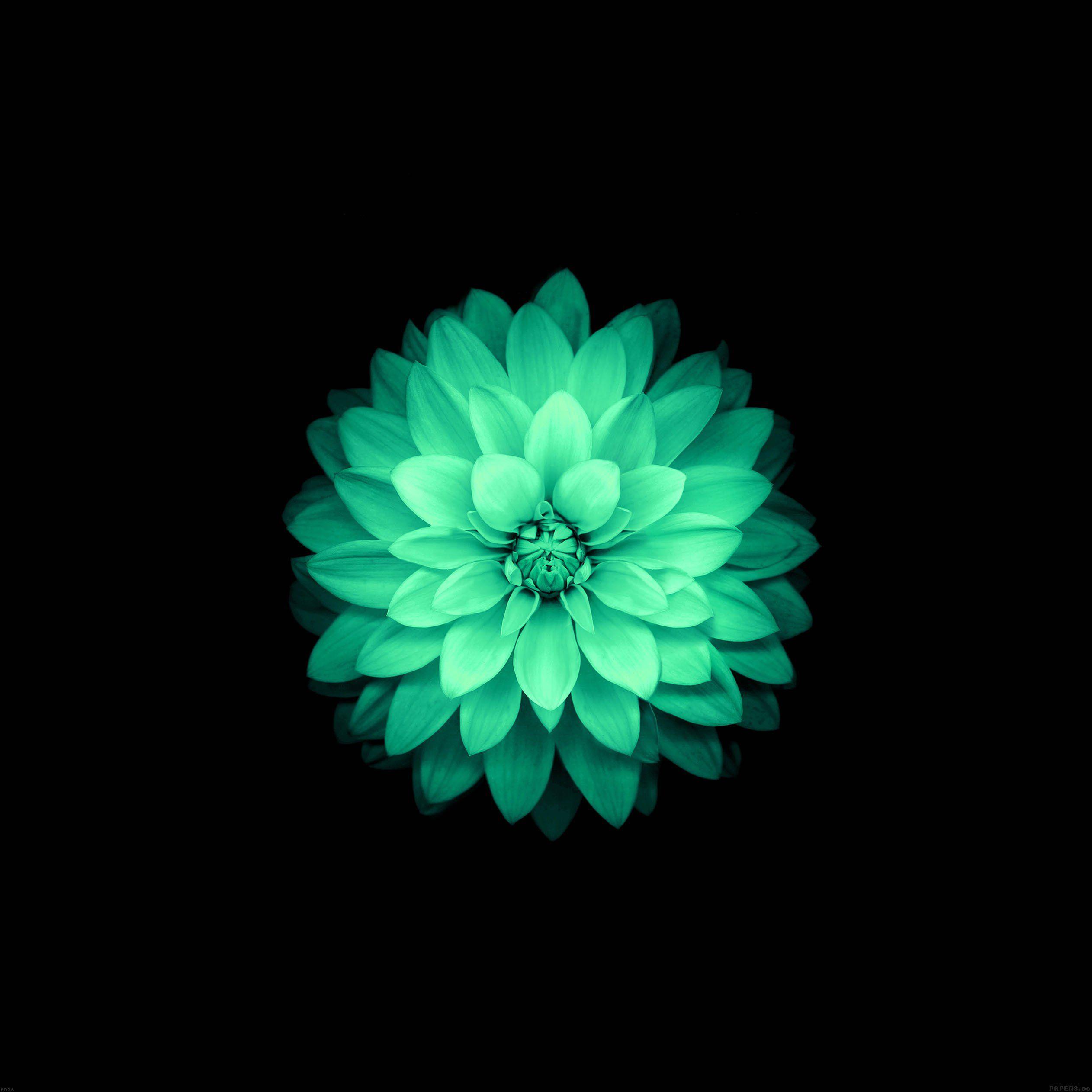 2524x2524 Blue Lotus Flower iPhone