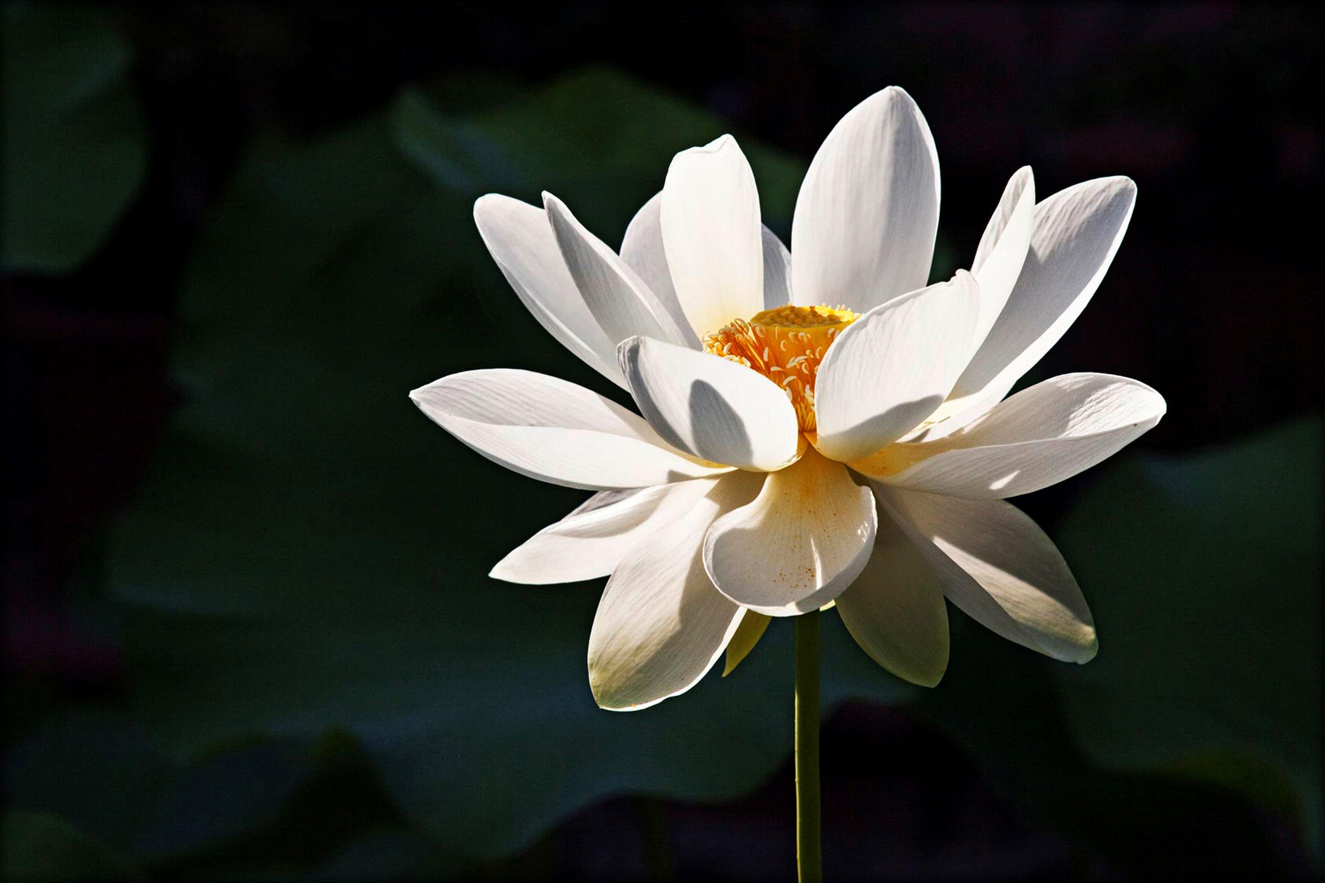 Buddha Lotus Flower Wallpapers - Top Free Buddha Lotus Flower ...