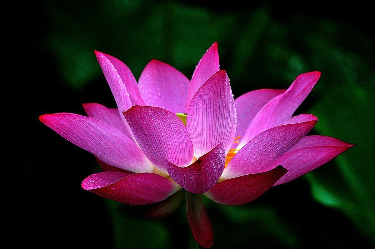 1200x797 Lotus Flower Meaning and Symbolism .com