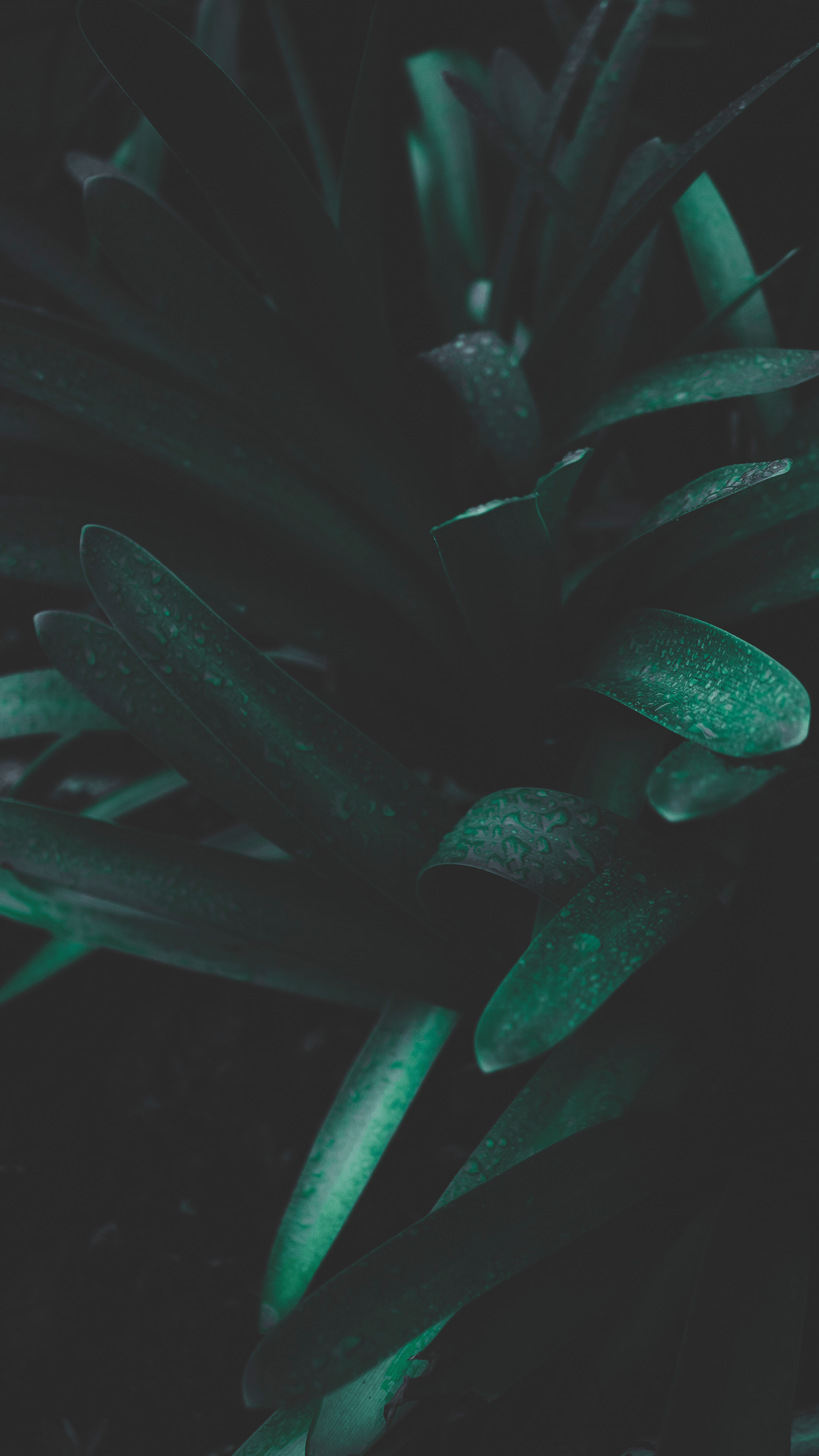 1440x2560 Wallpaper Macro plants. Plant .