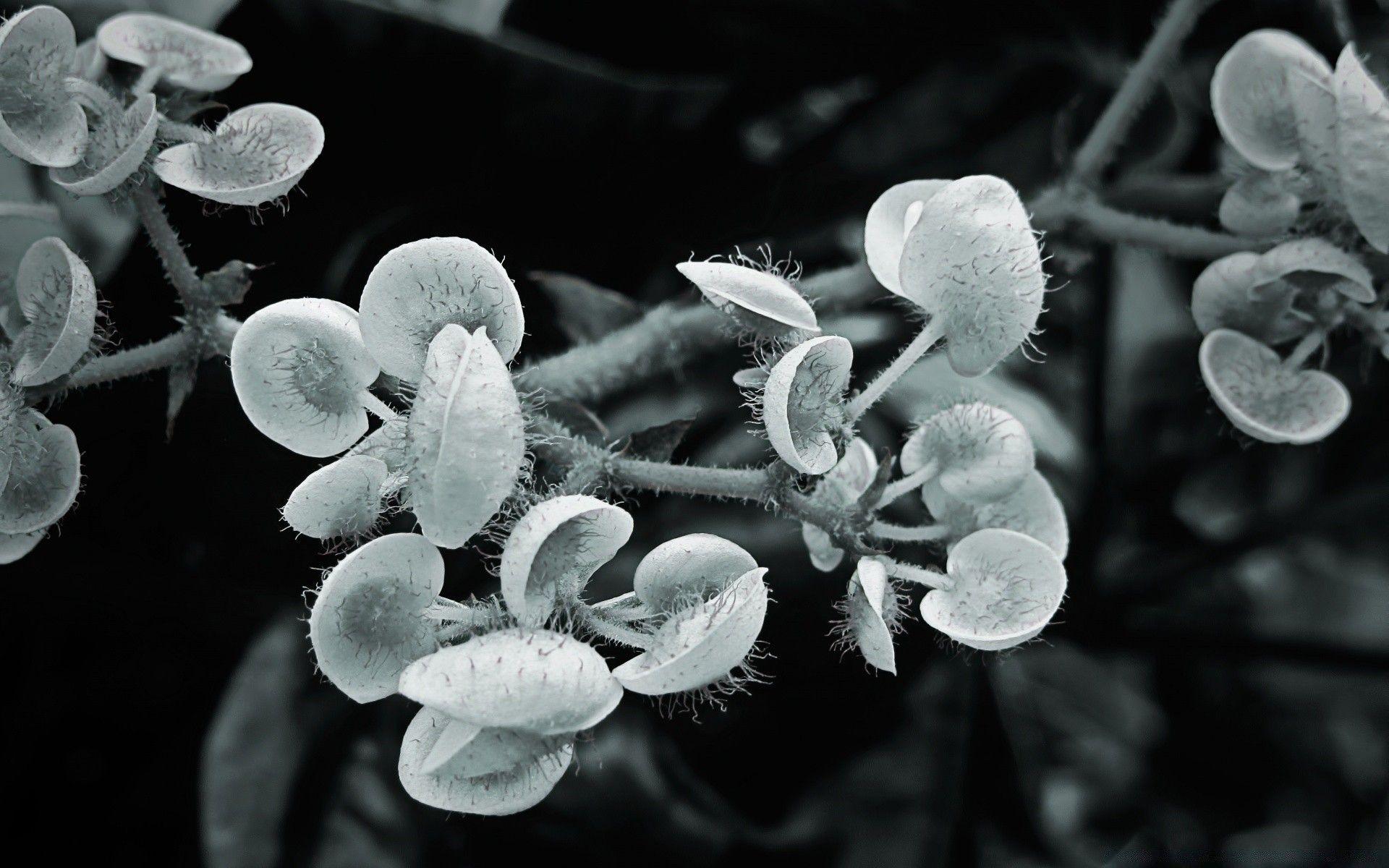 1920x1200 Alien Plant Wallpapermillion