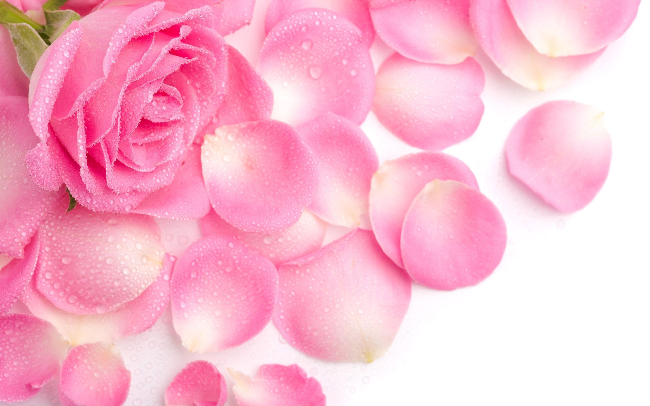 2560x1600 Girly wallpaper HD free download