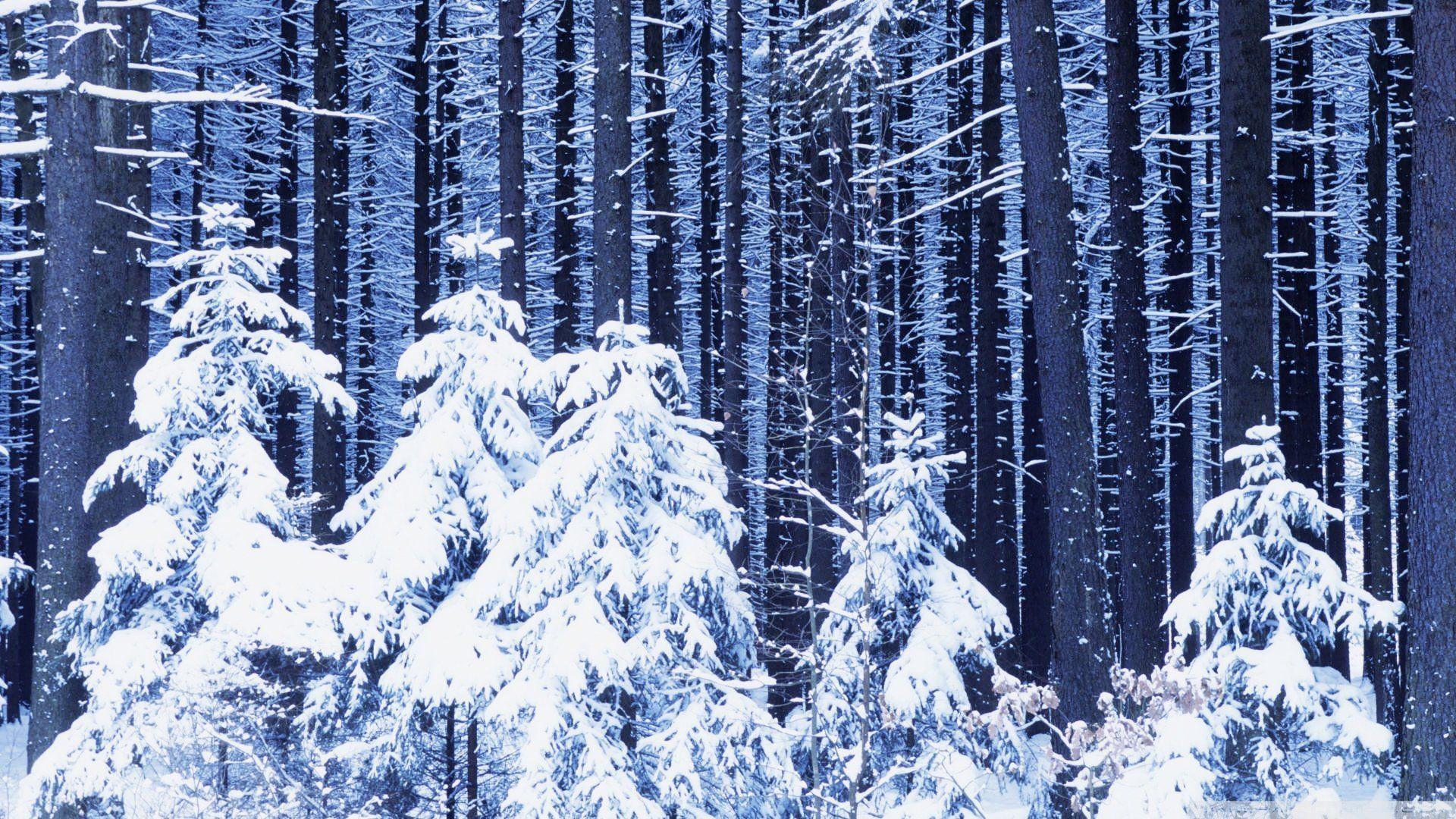 1920x1080 Free download Snowy Forest Wallpaper .