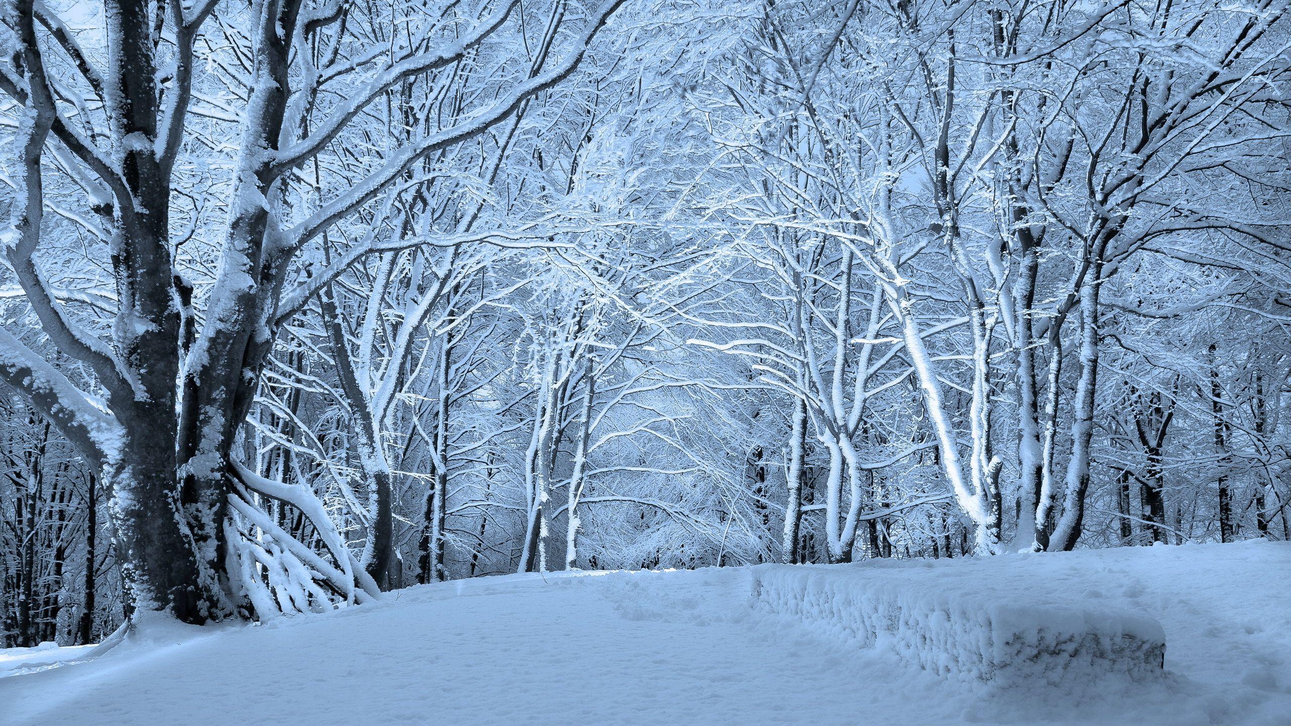 2560x1440 Winter Forest Desktop Wallpaper .